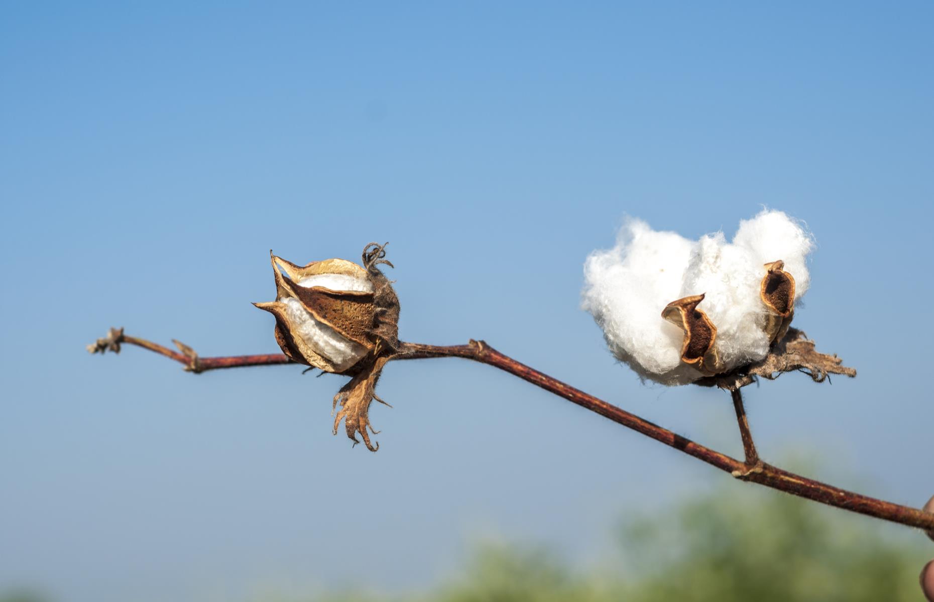 India banks on cotton