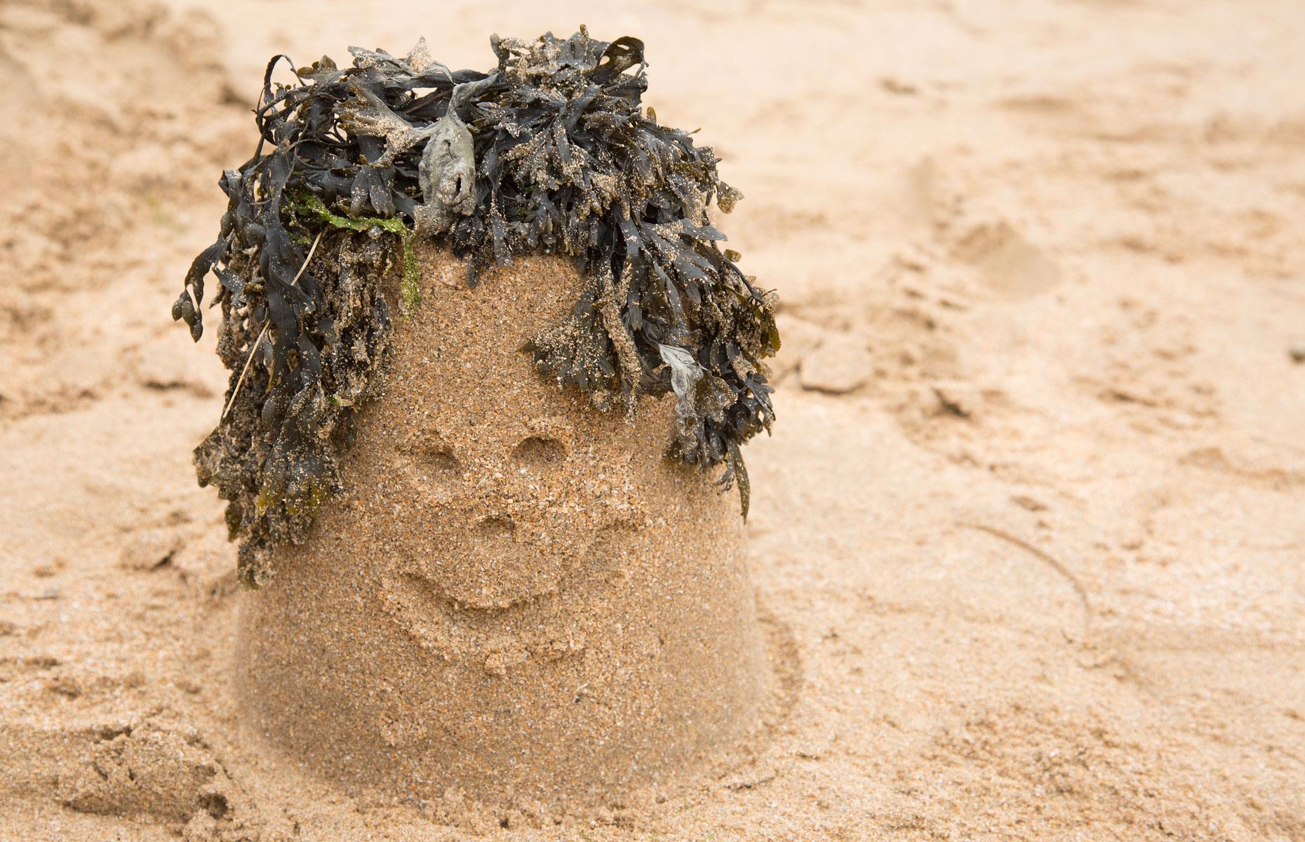 Use seaweed as fertilizer