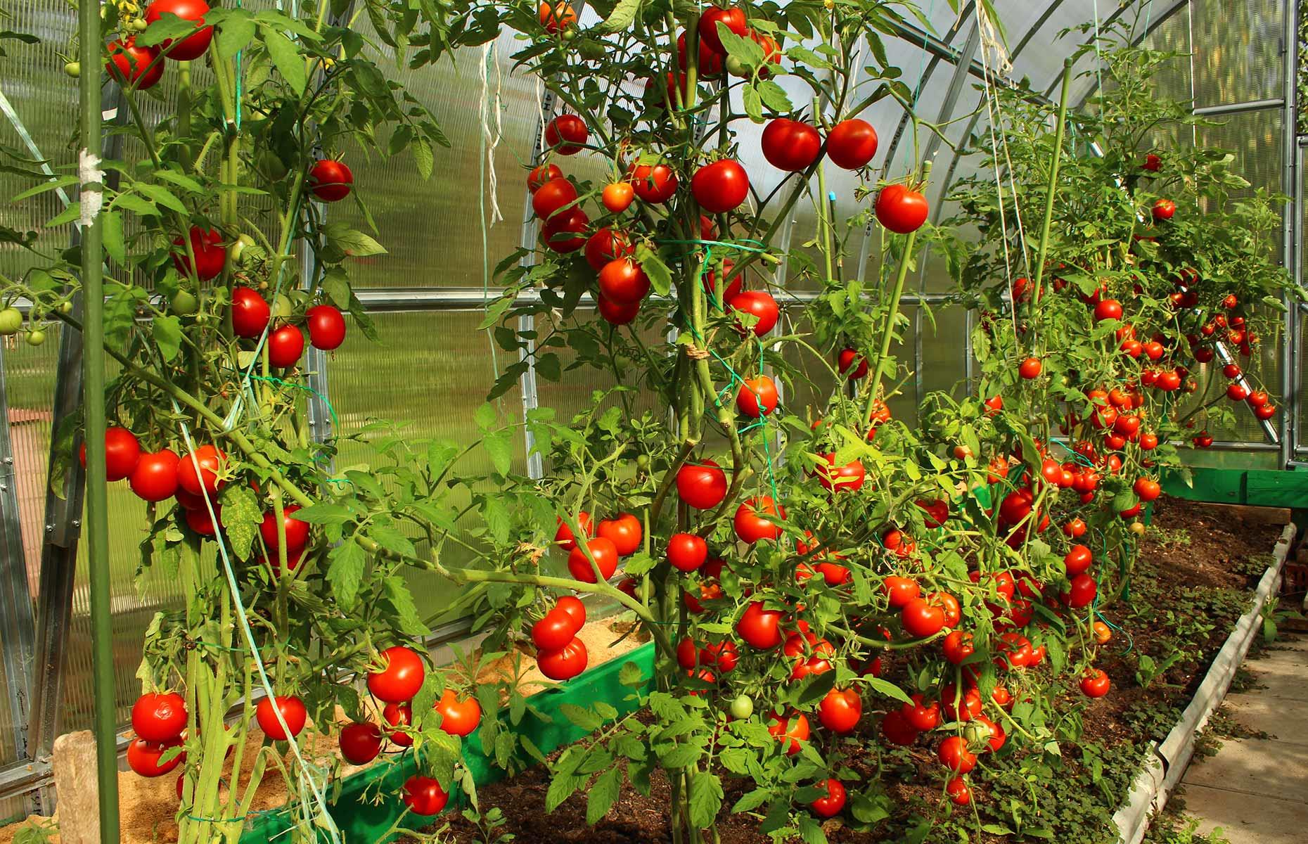 Don't coddle your tomatoes