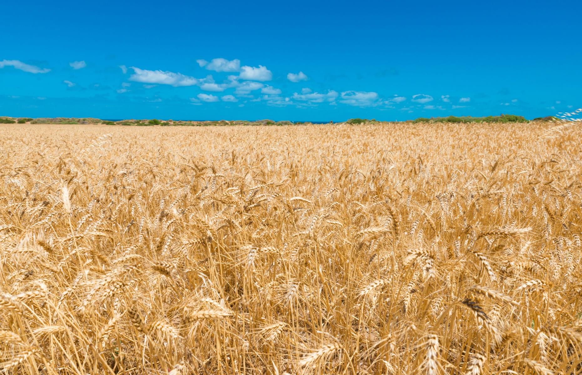 43rd. SALIC: 200,000 hectares