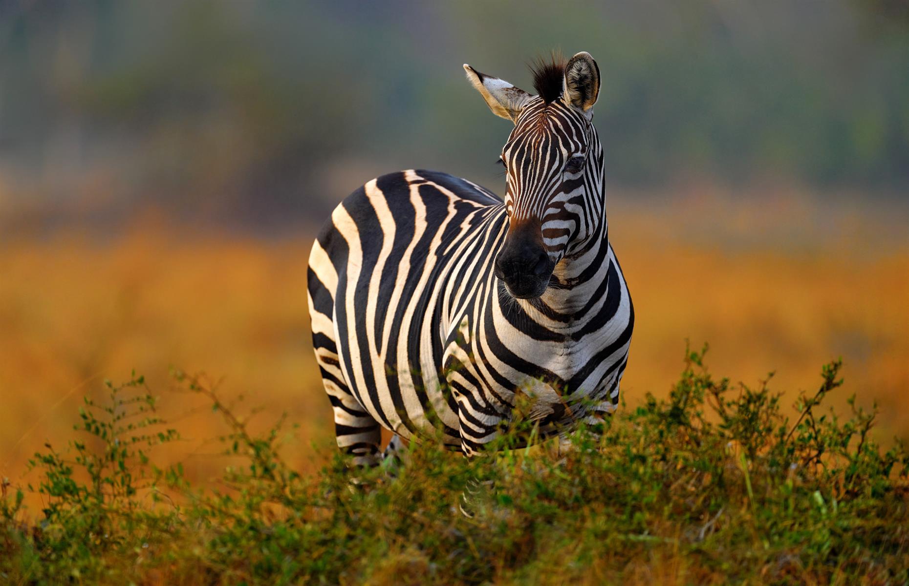 Zebra stripes deter bugs