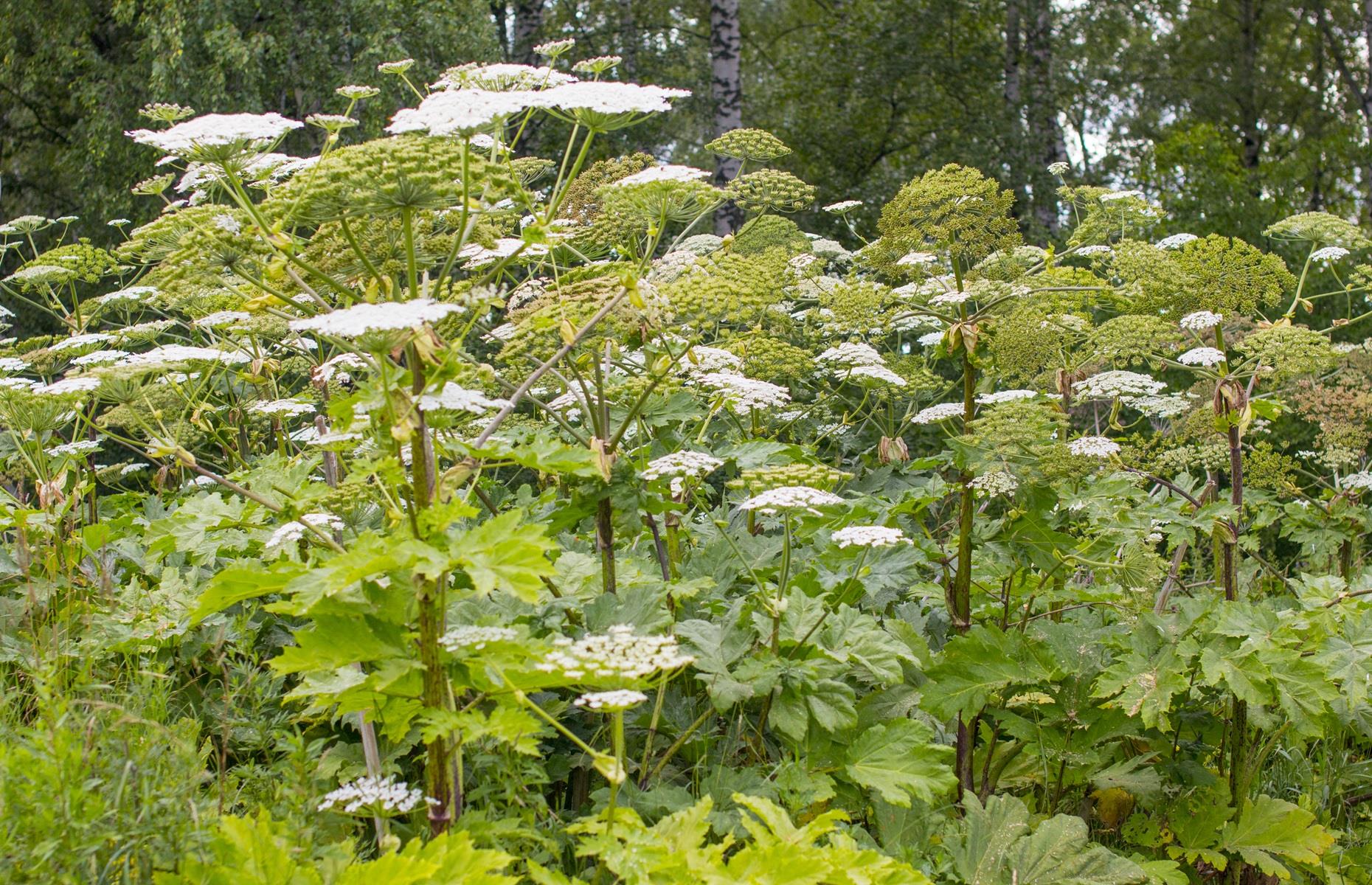 Giant hogweed (Heracleum mantegazzianum)
