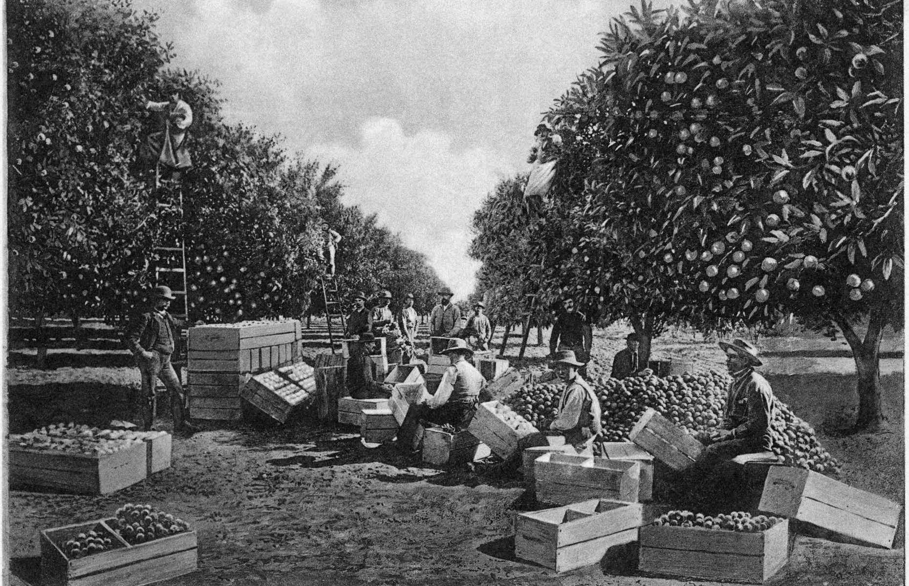 1903: Workers picking oranges in Riverside
