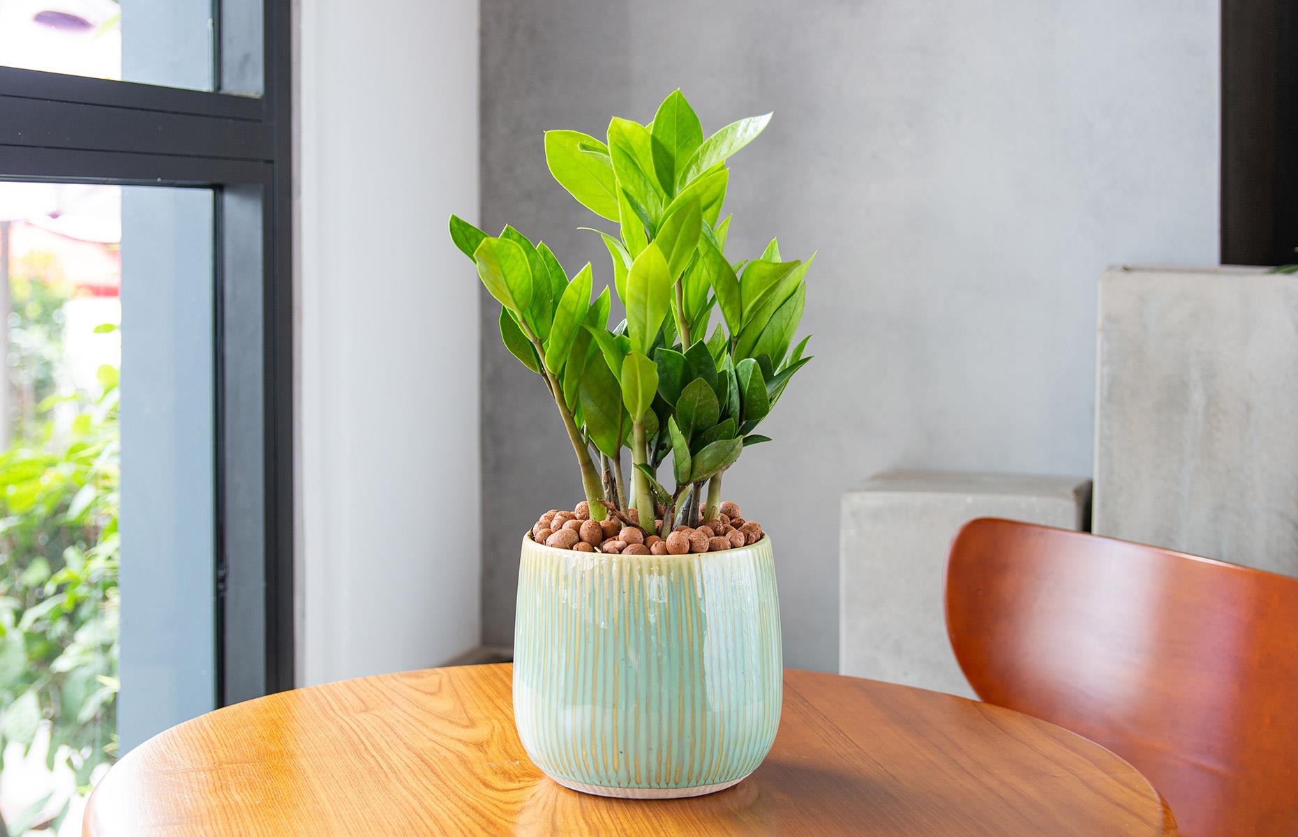 Dónde colocar una planta ZZ