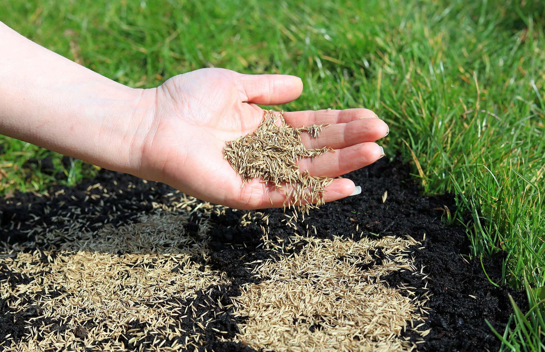 Not knowing your lawn seed