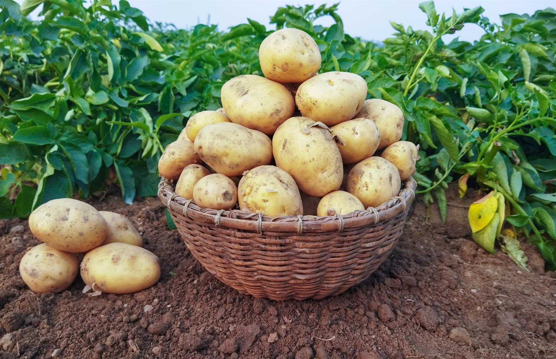 Картофель первого урожая. Сорт картофеля Коломбо. Сорт картошки Коломбо. Картофель сорт Коломба. Колумба картофель.