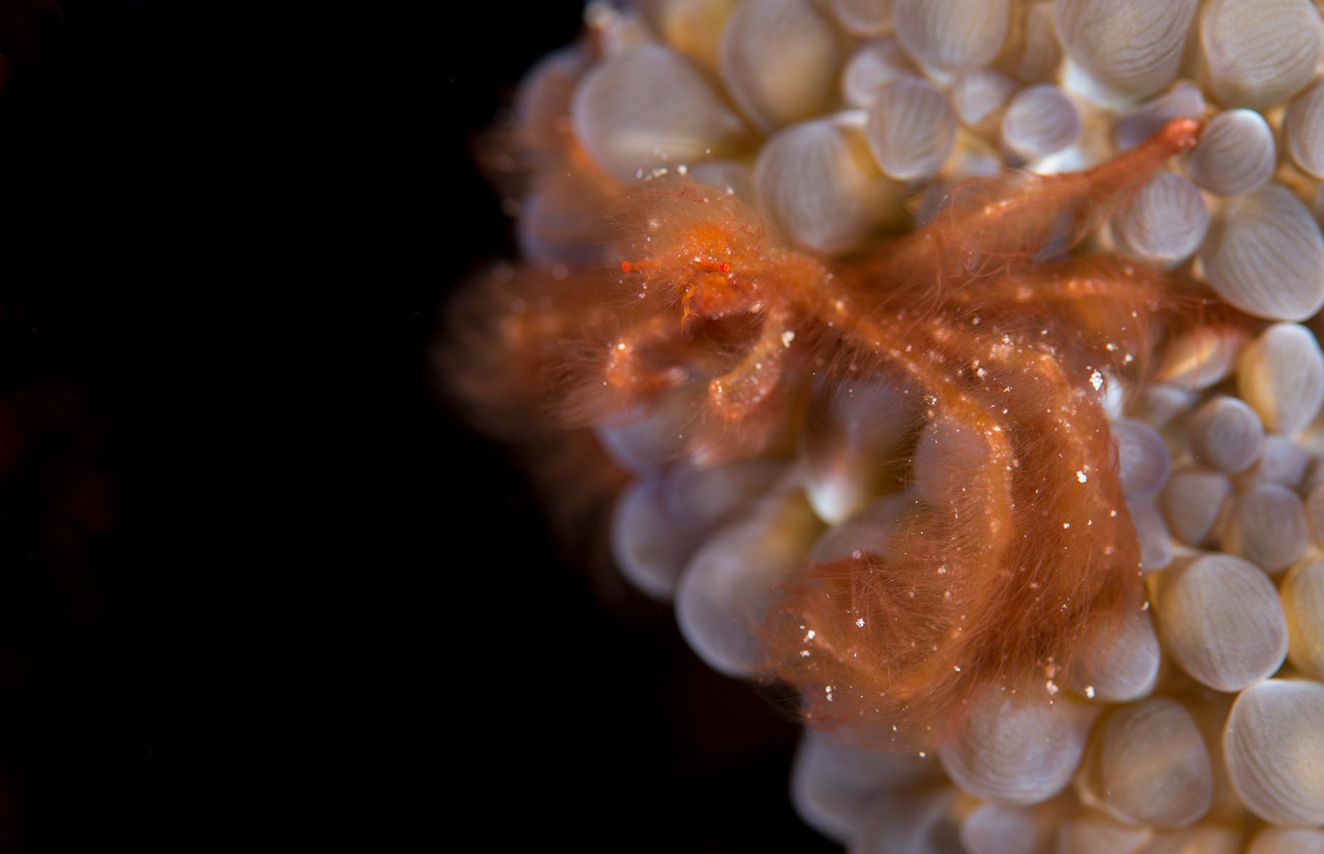 Orangutan crab, Australia
