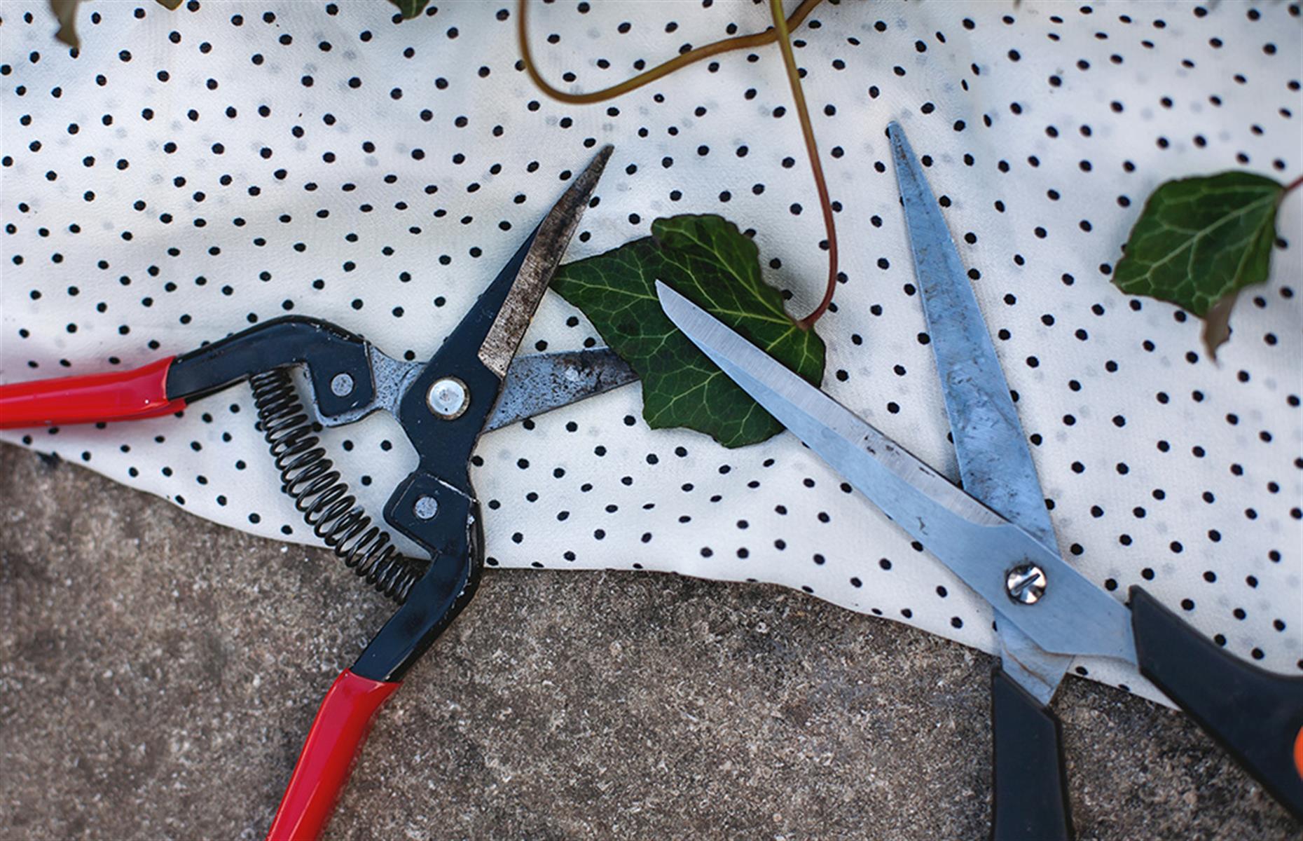 Ivy treatment