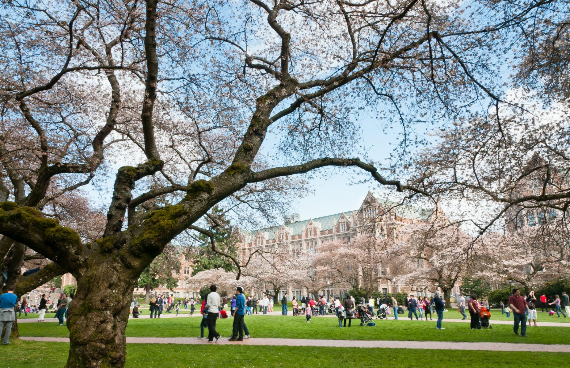 Dream university. Деревья Университетские. Вашингтонский университет. Вашингтонский университет в Сиэтле. Вашингтонский университет в Сиэтле фото.