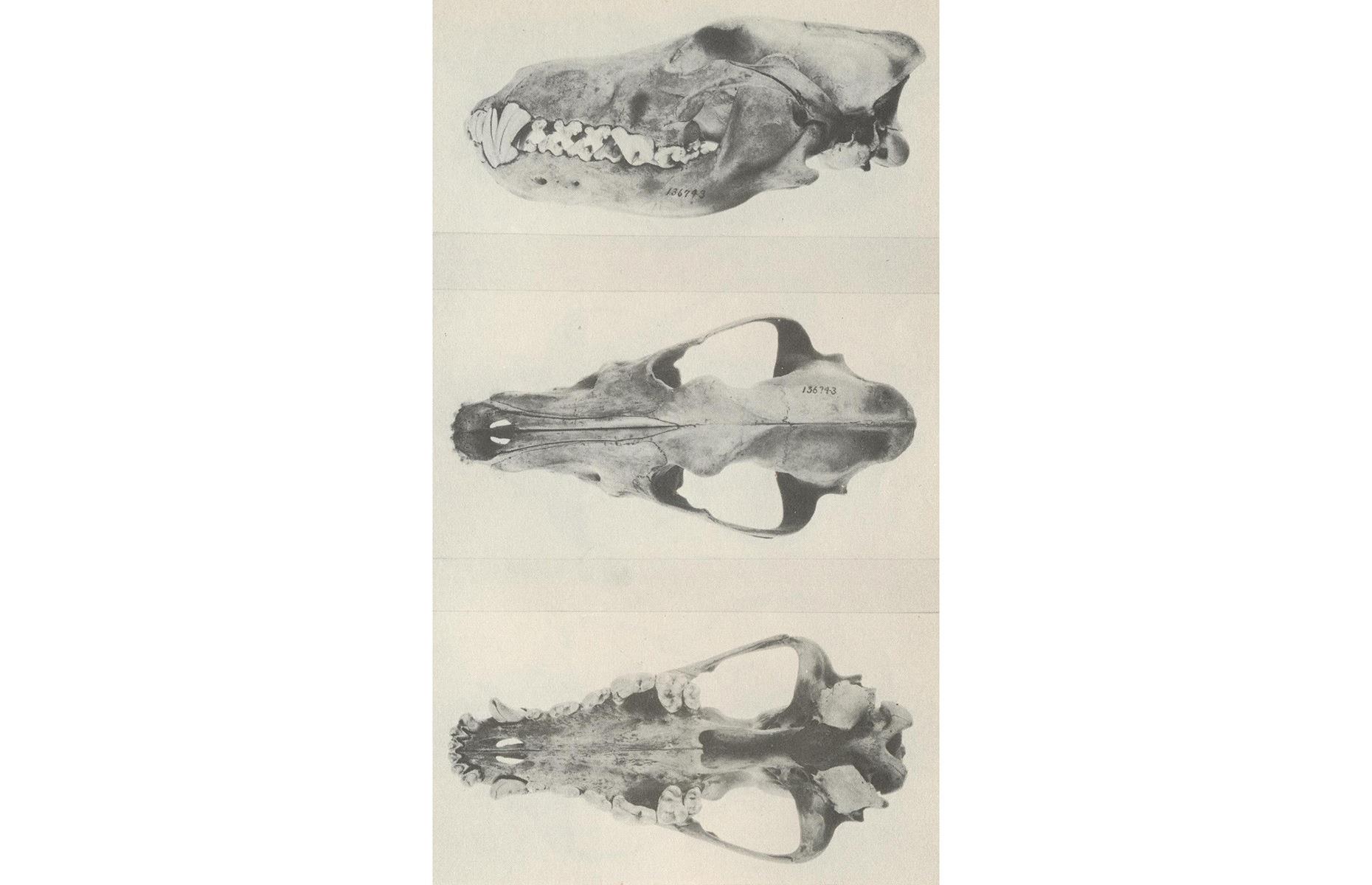 Kenai Peninsula wolf