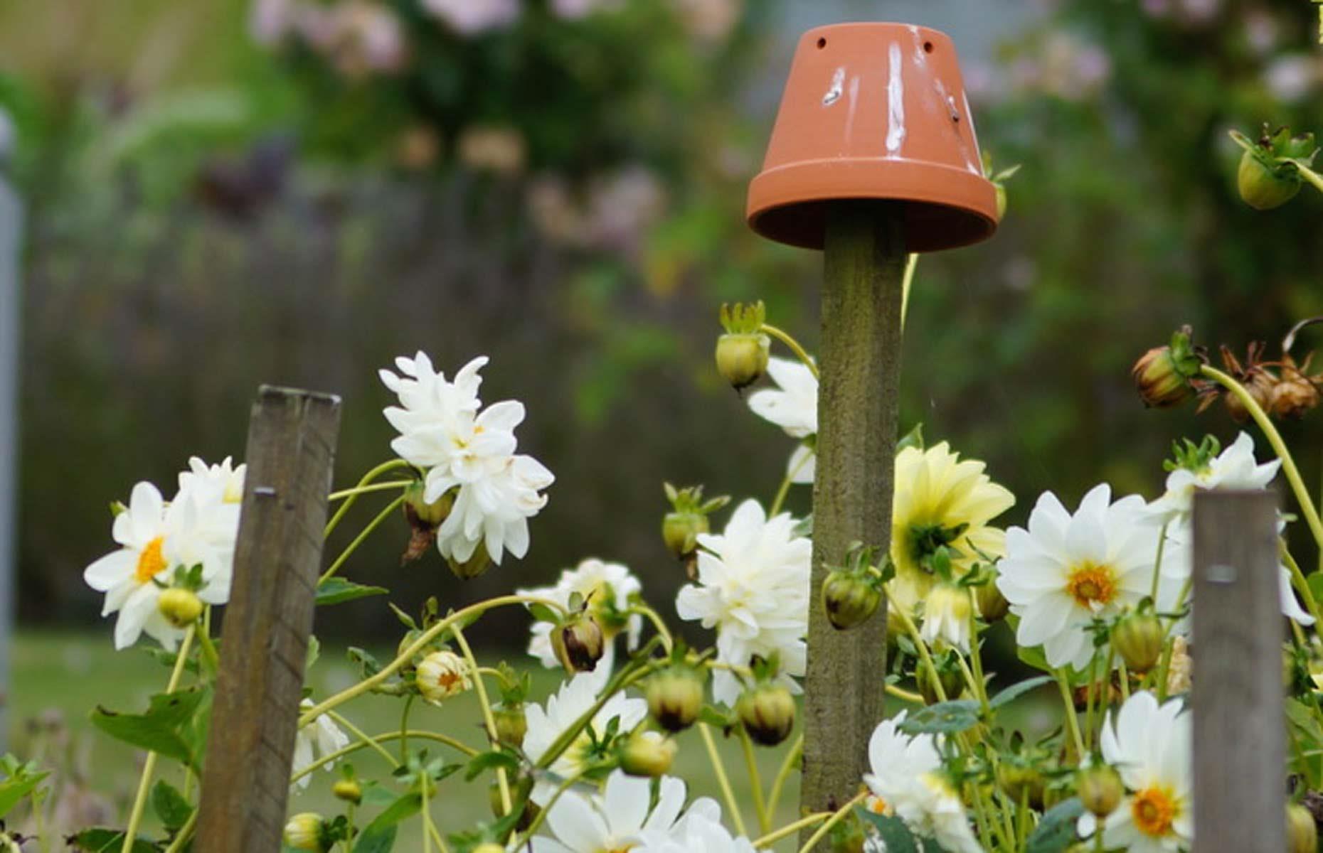 Lure earwigs away from dahlias