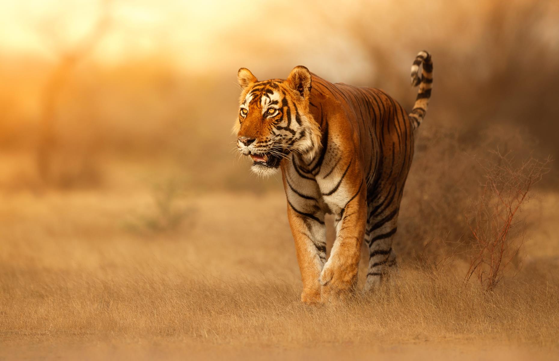 Learn about tiger conservation in India