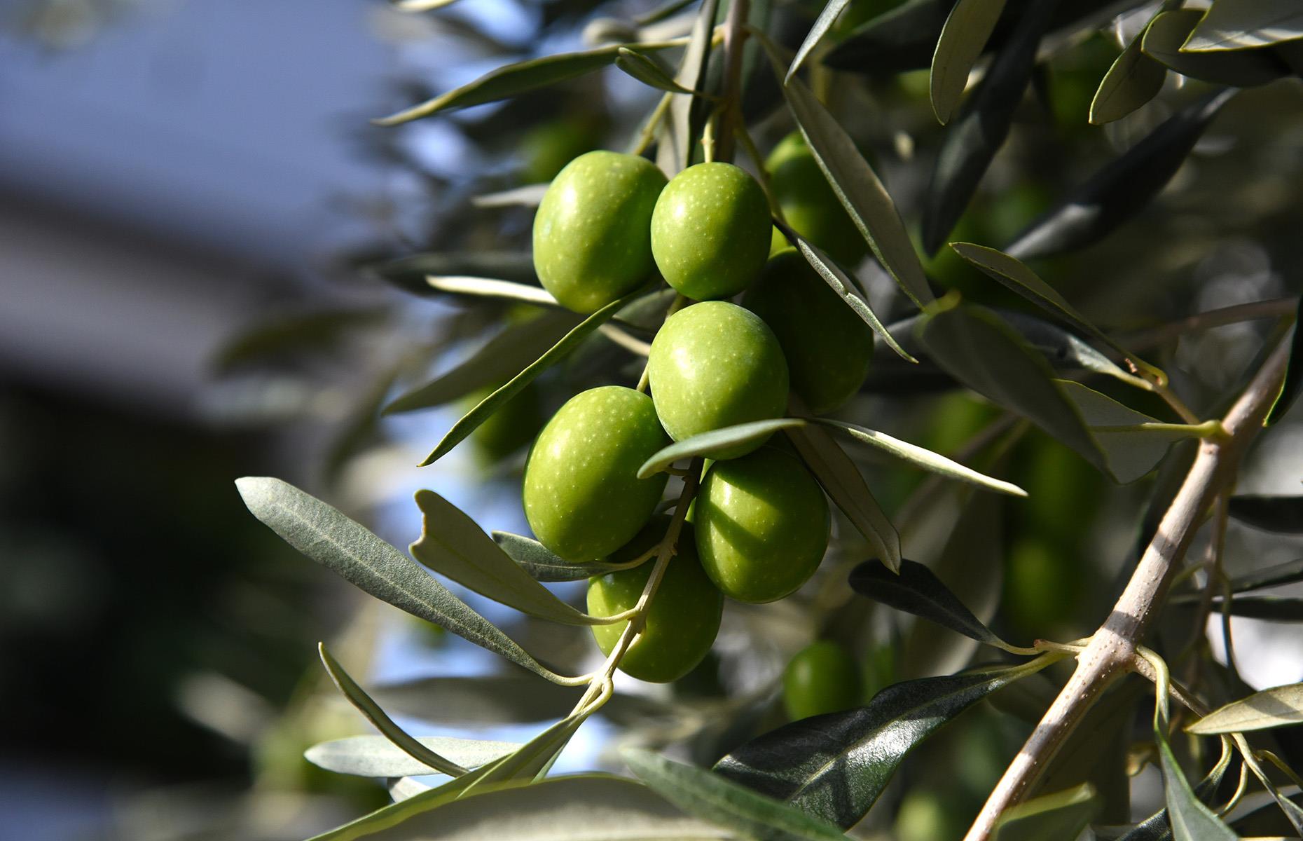 20. You shouldn’t cook with extra-virgin olive oil 