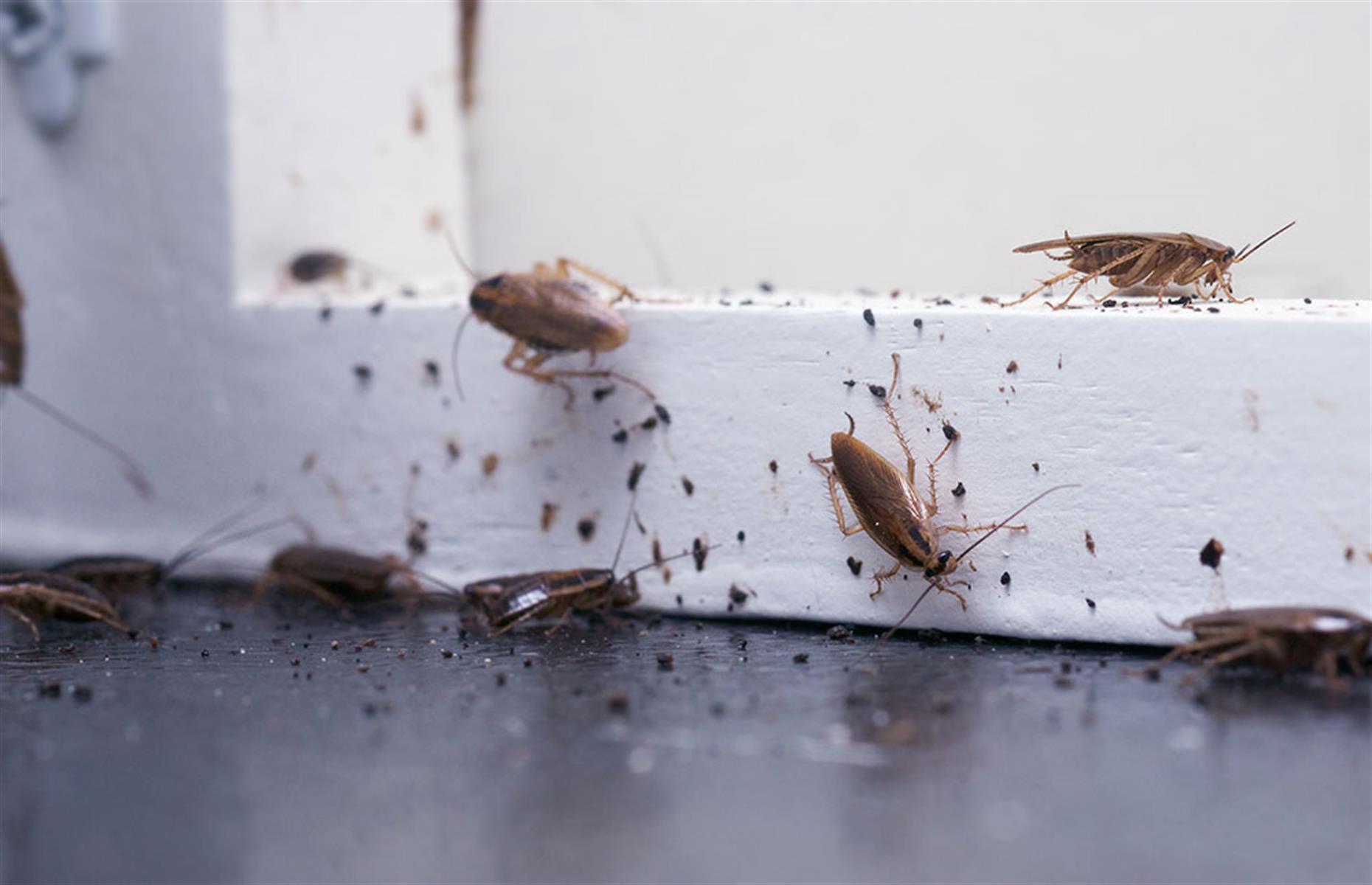 Treat everything from weevils to wasps