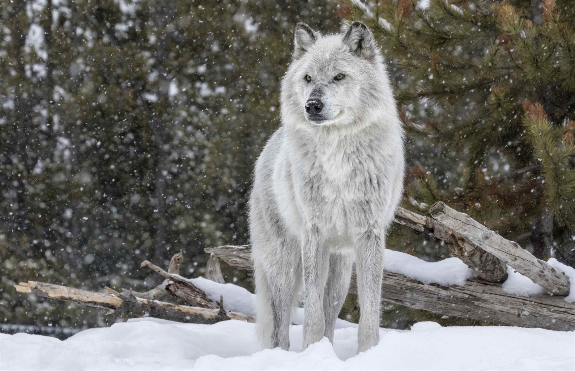 Животные средней сибири. Северный Якутский Таежный волк. Сибирский Лесной волк. Волки сибирской тайги. Волк в тайге.