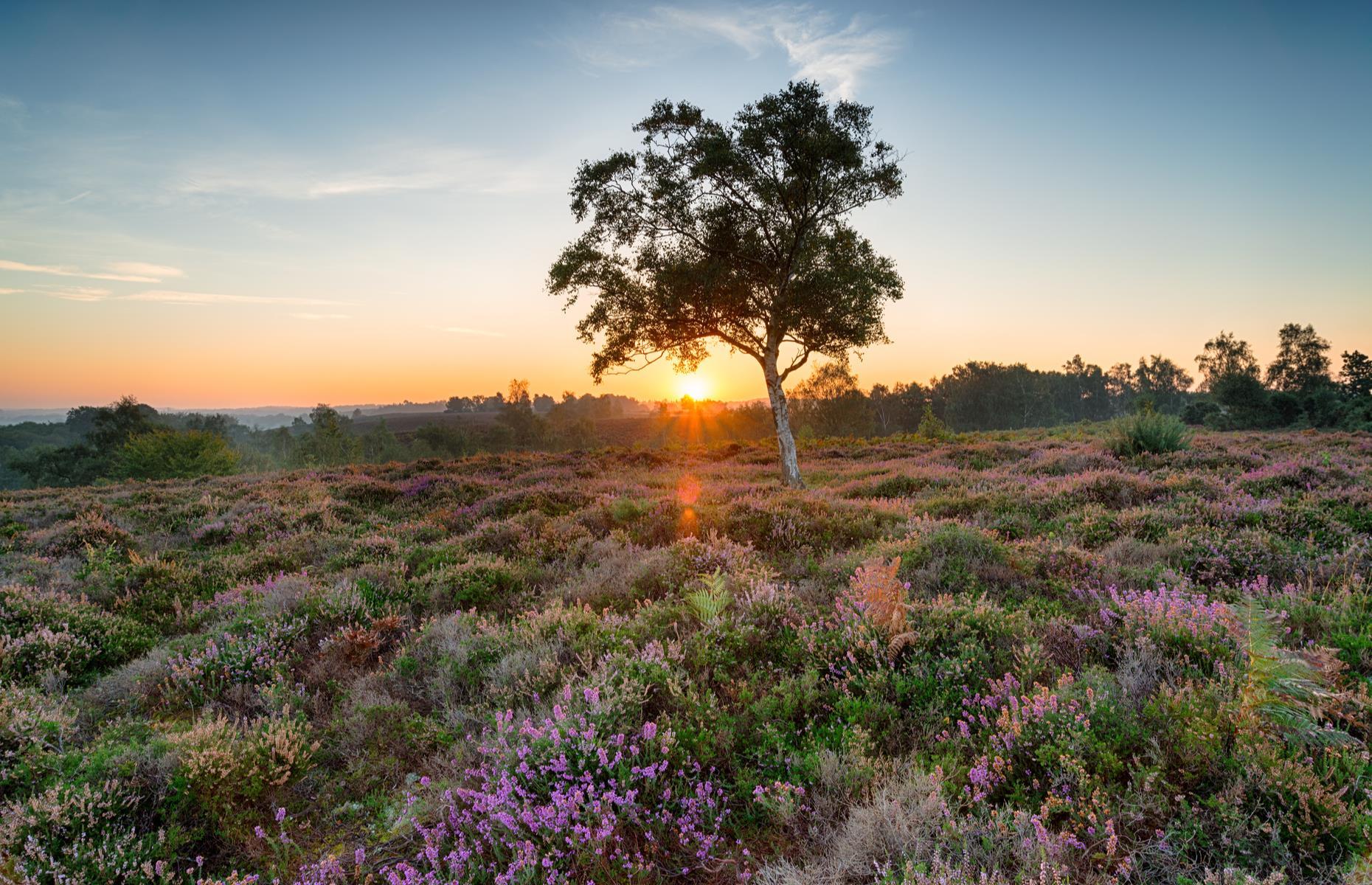 New Forest National Park, Hampshire, England