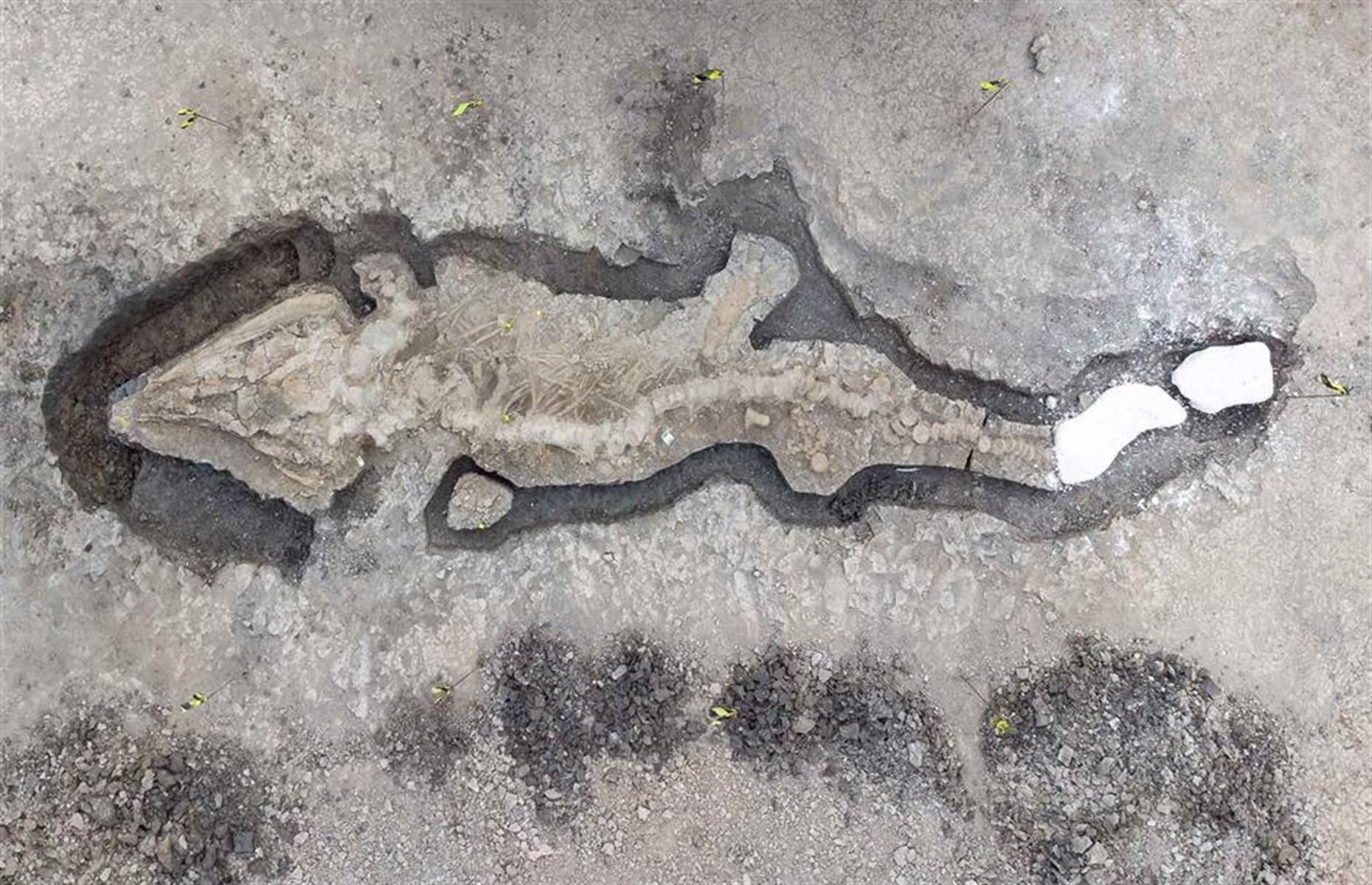 Fossil eines Seedrachen, England