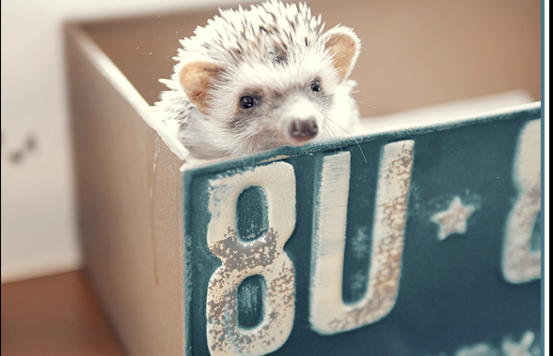 Harry Hedgehog Cafe, Tokyo, Japan