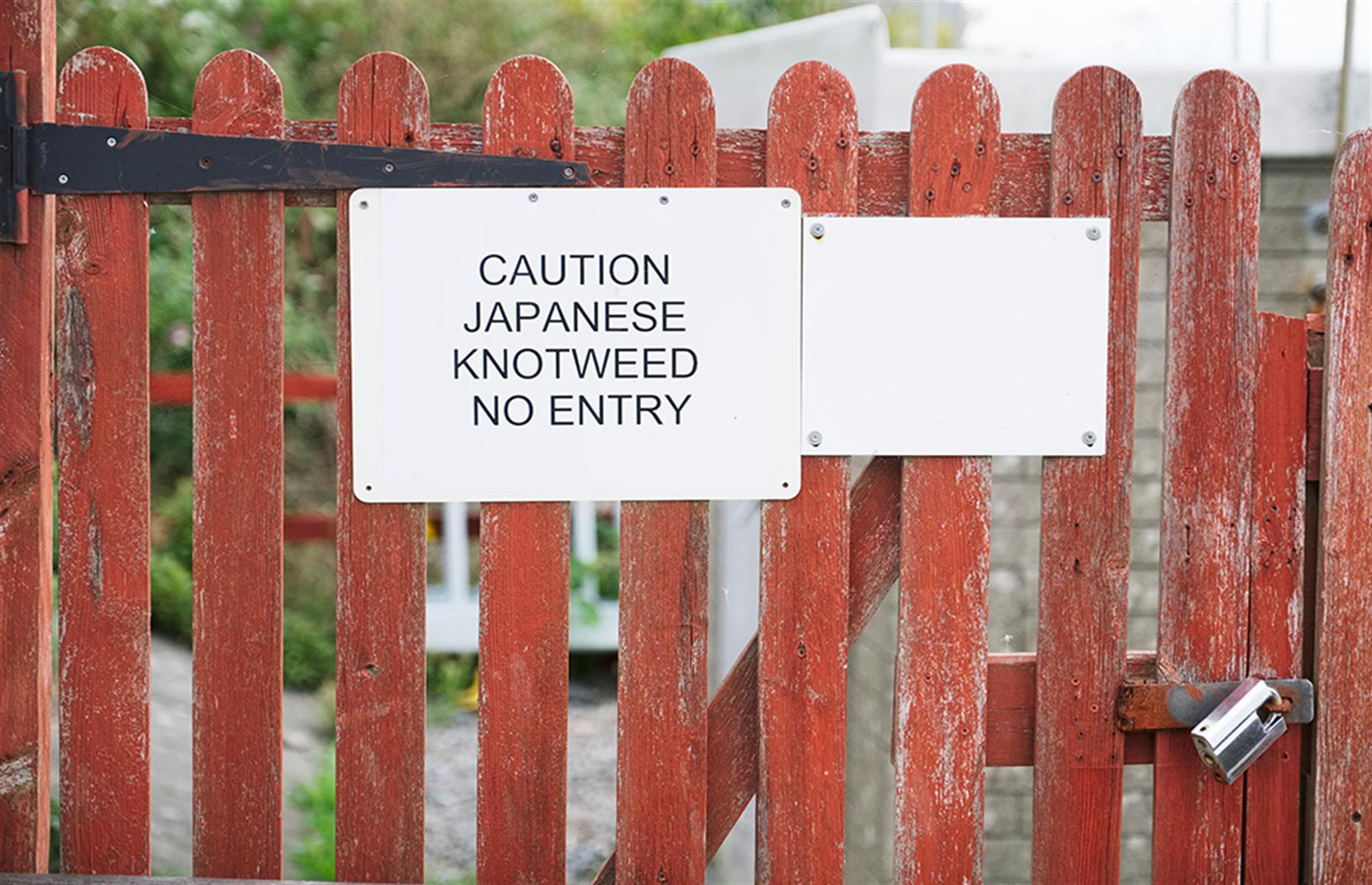 Japanese knotweed treatment