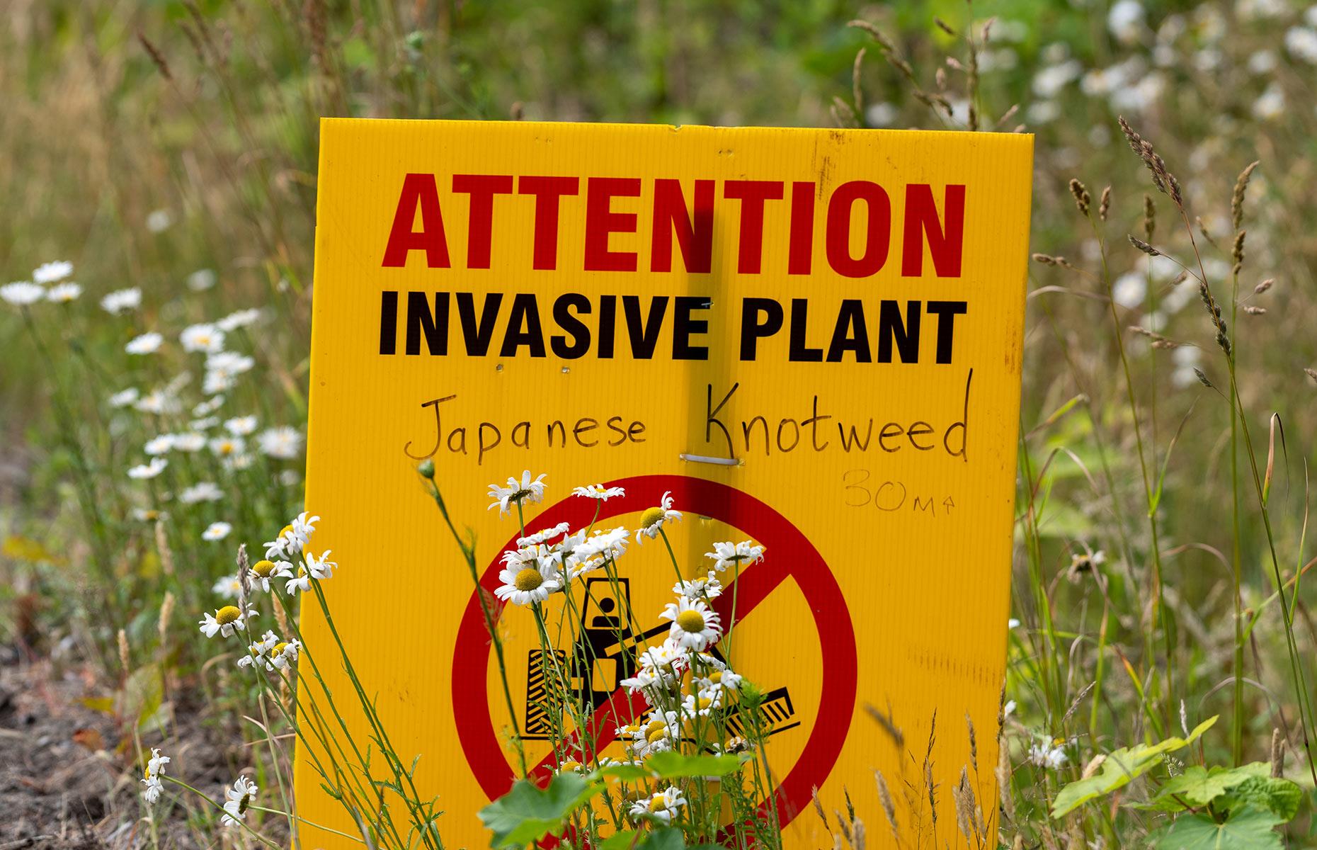 How to stop Japanese knotweed causing harm