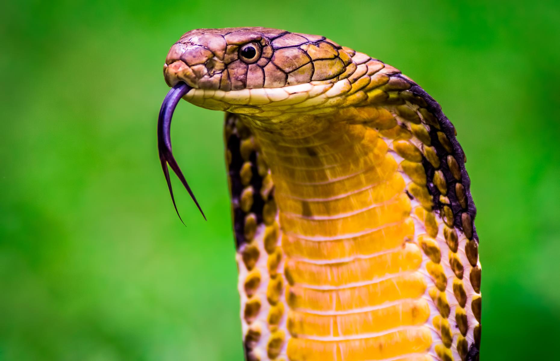 King cobra