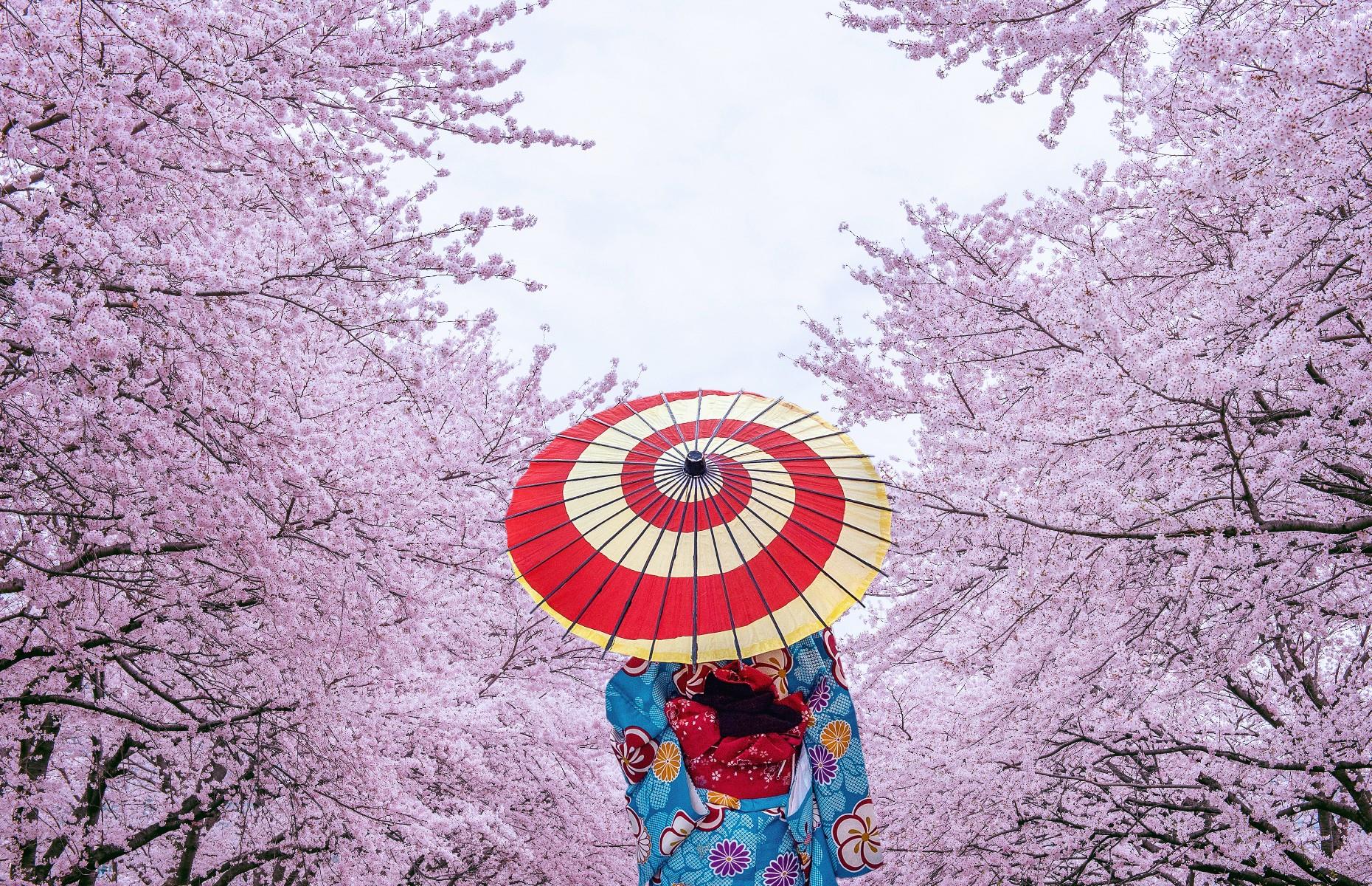 Cherry blossoms in Japan: $2.3 billion (£1.9bn)