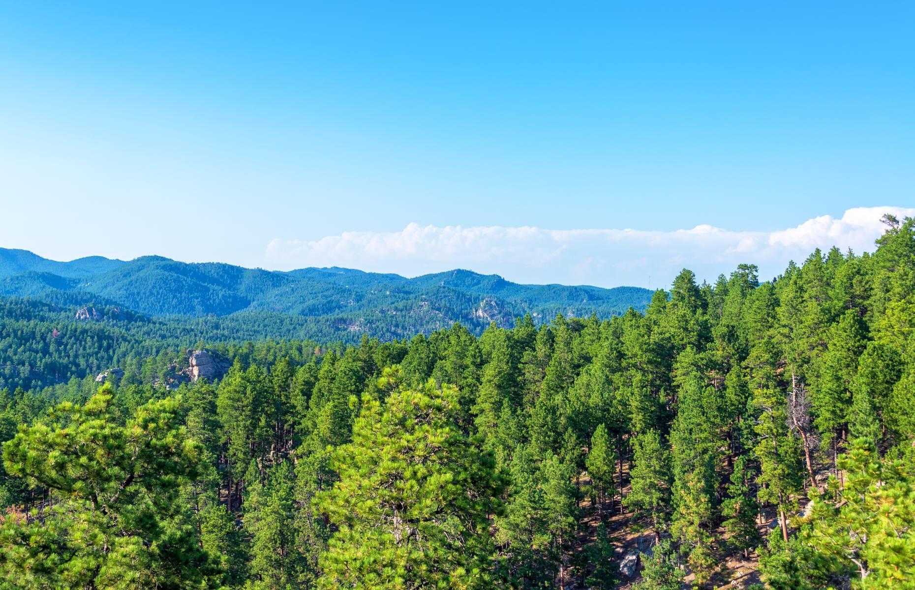 17. Black Hills National Forest, South Dakota