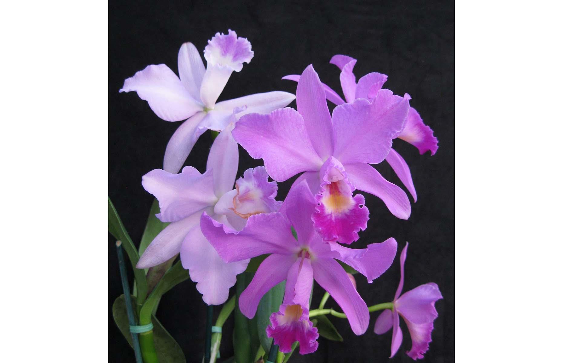 Michelle Obama orchid