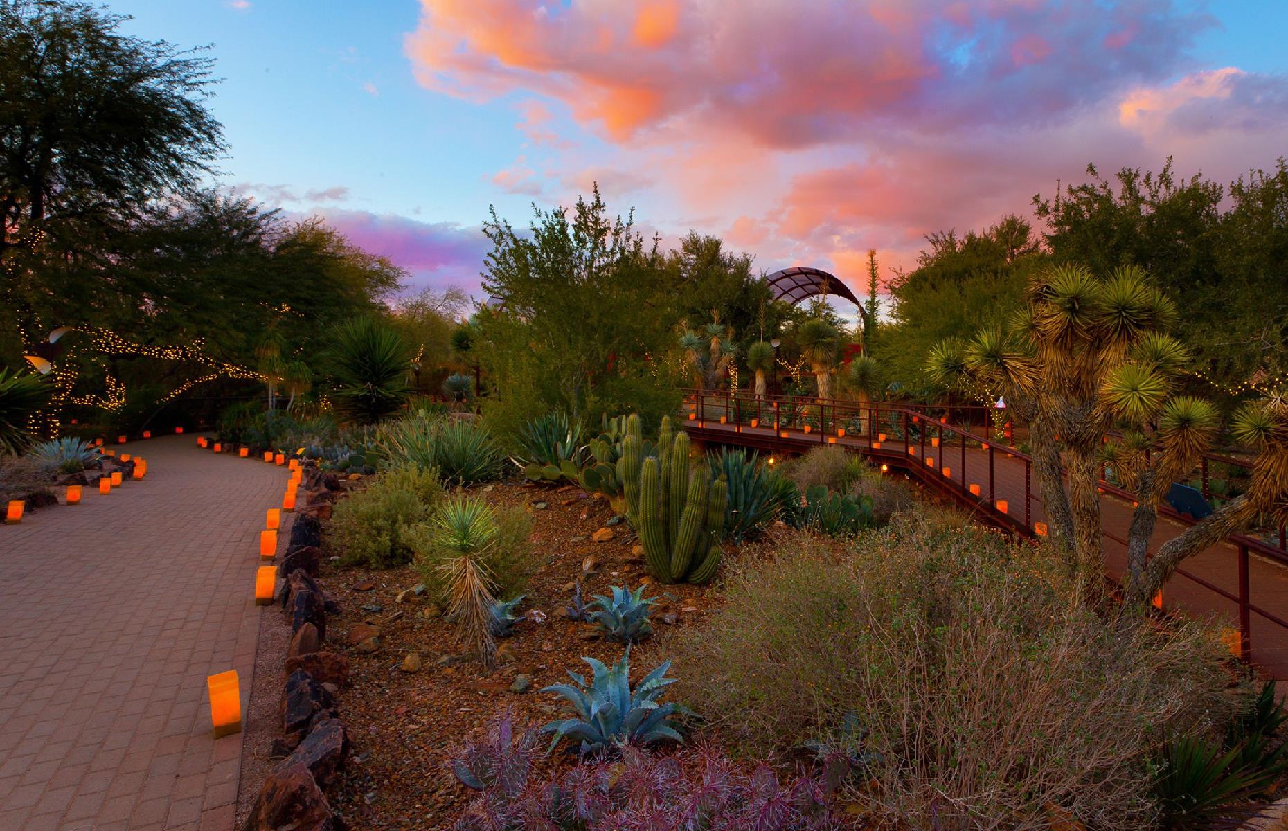Arizona: Desert Botanical Garden, Phoenix