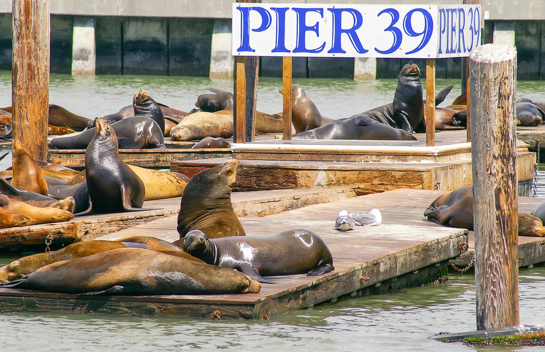 Make for Pier 7 instead of Pier 39 in San Francisco
