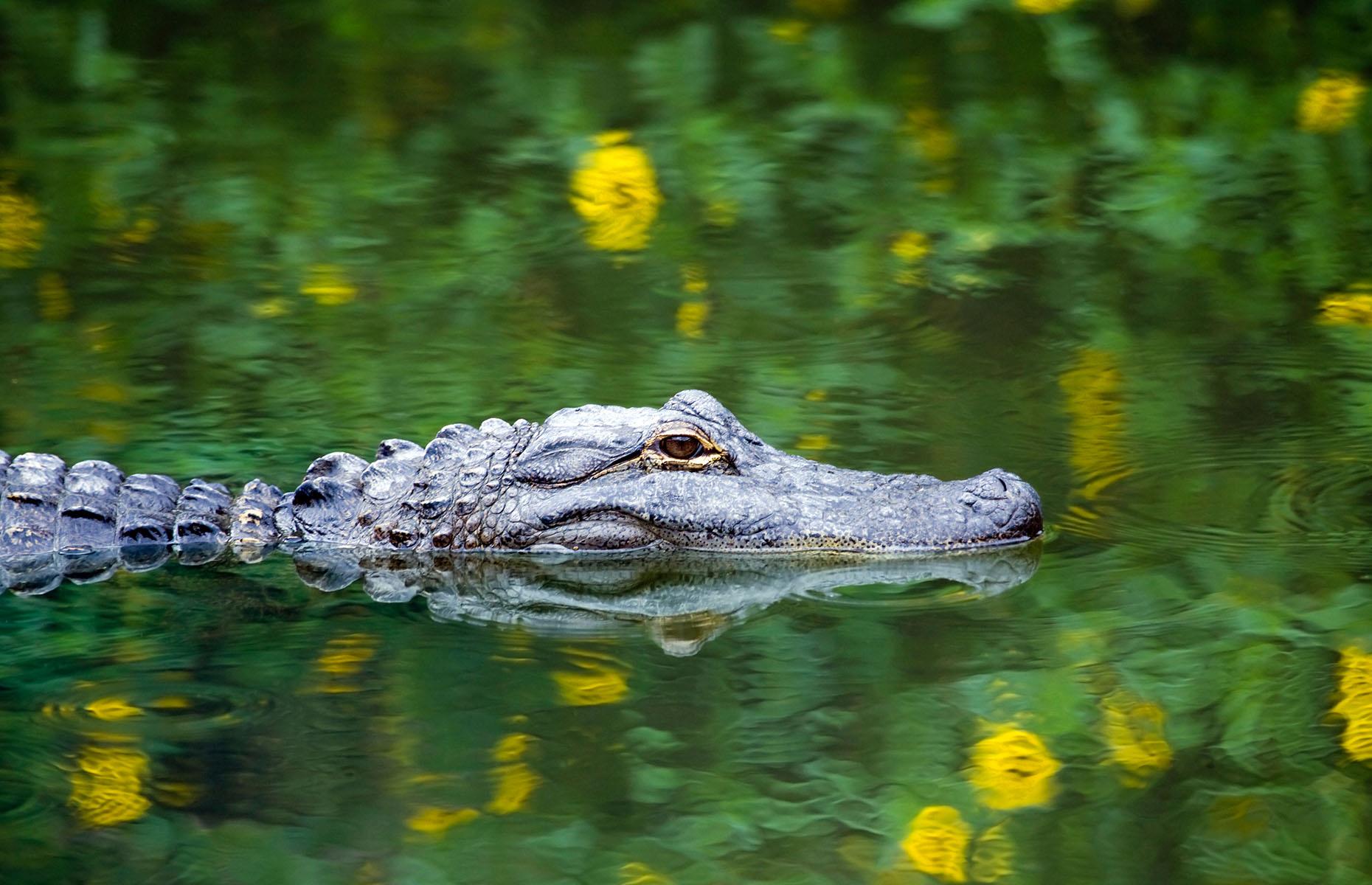 Florida: both crocodiles and alligators live here