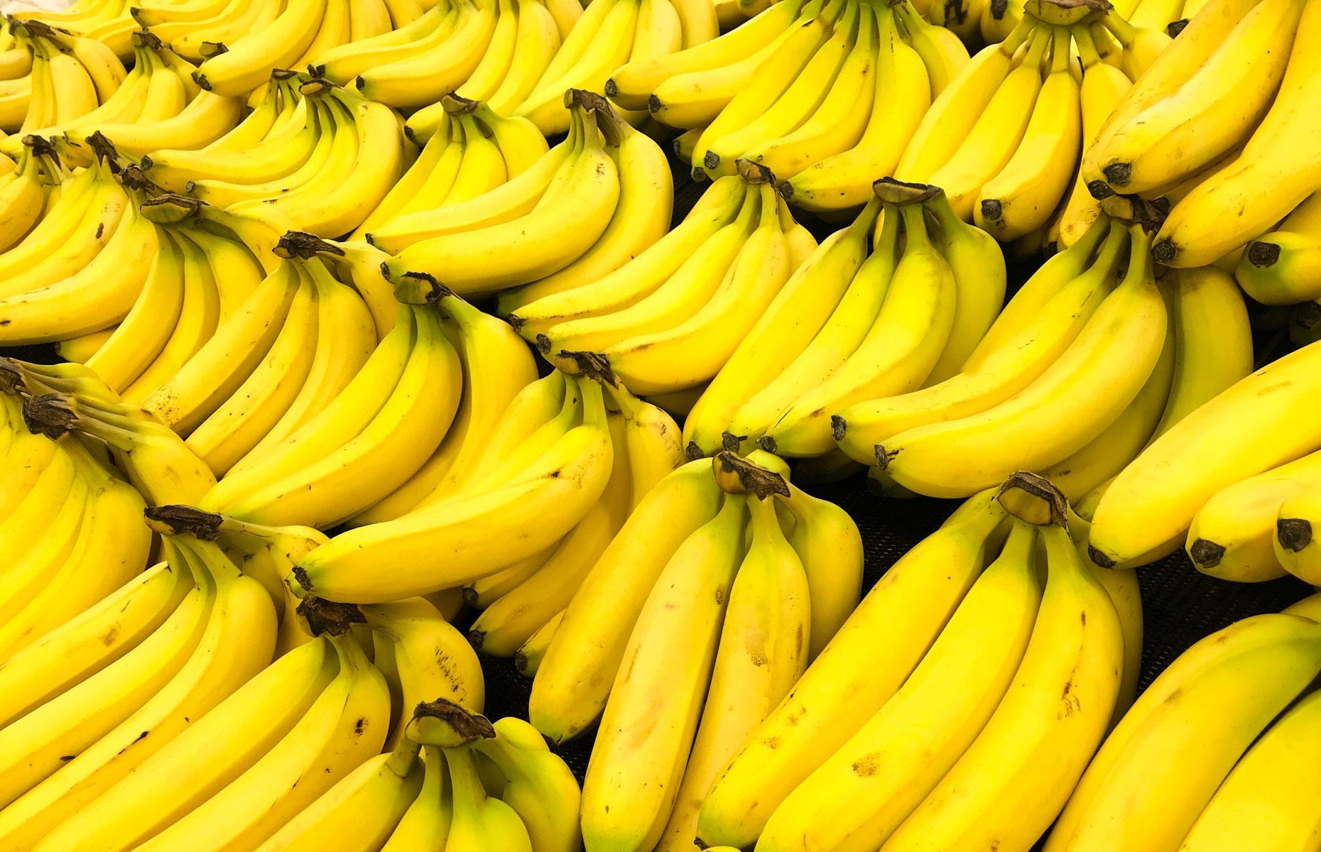 Bientôt une hausse du prix de la banane ?