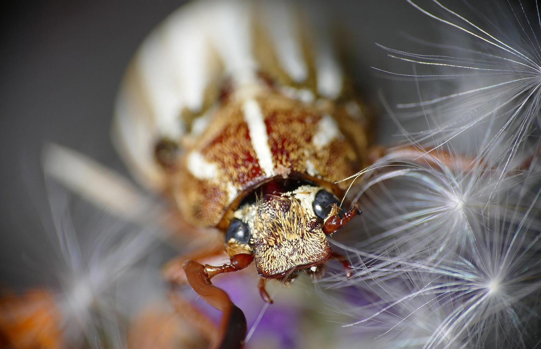 How to get rid of beetles legally