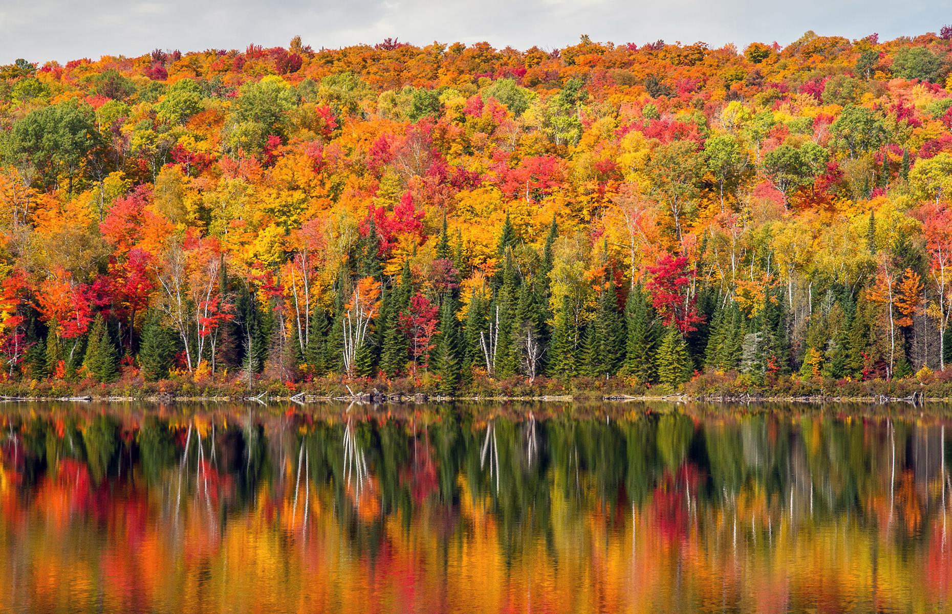 Maple trees in autumn, Québec, Canada