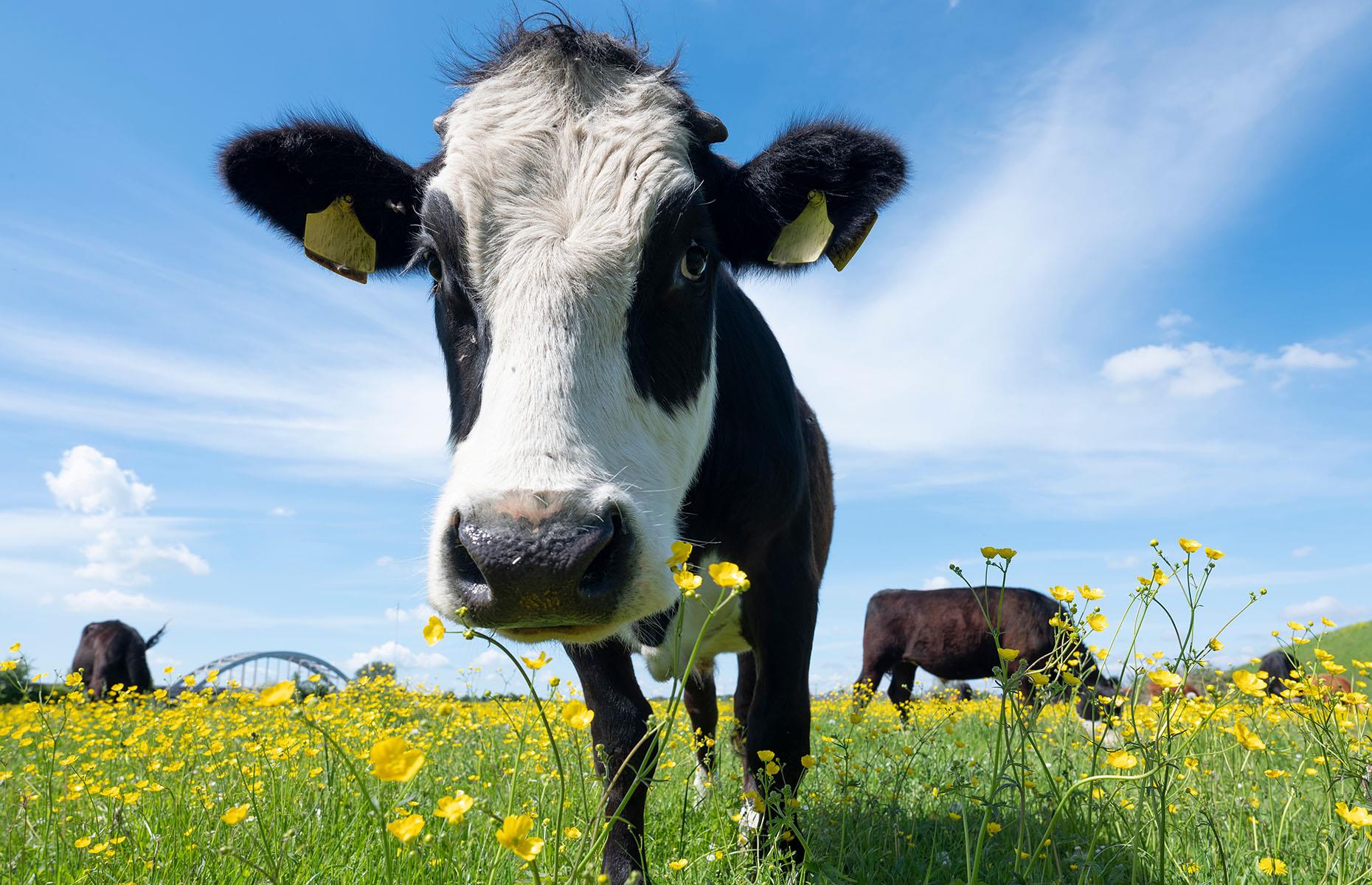 Cow flatulence (2003)