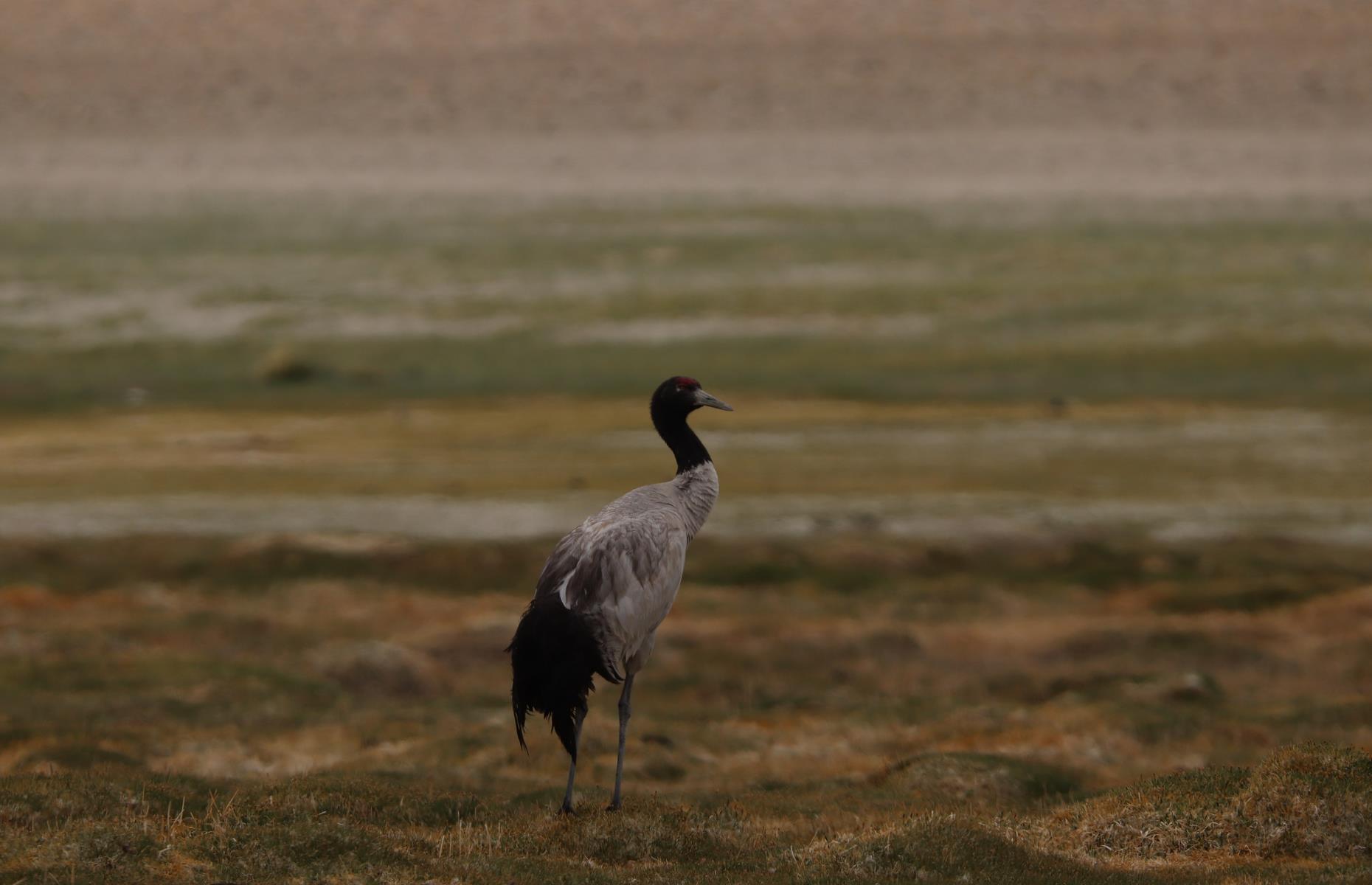 Birdwatch for black-necked cranes in Bhutan