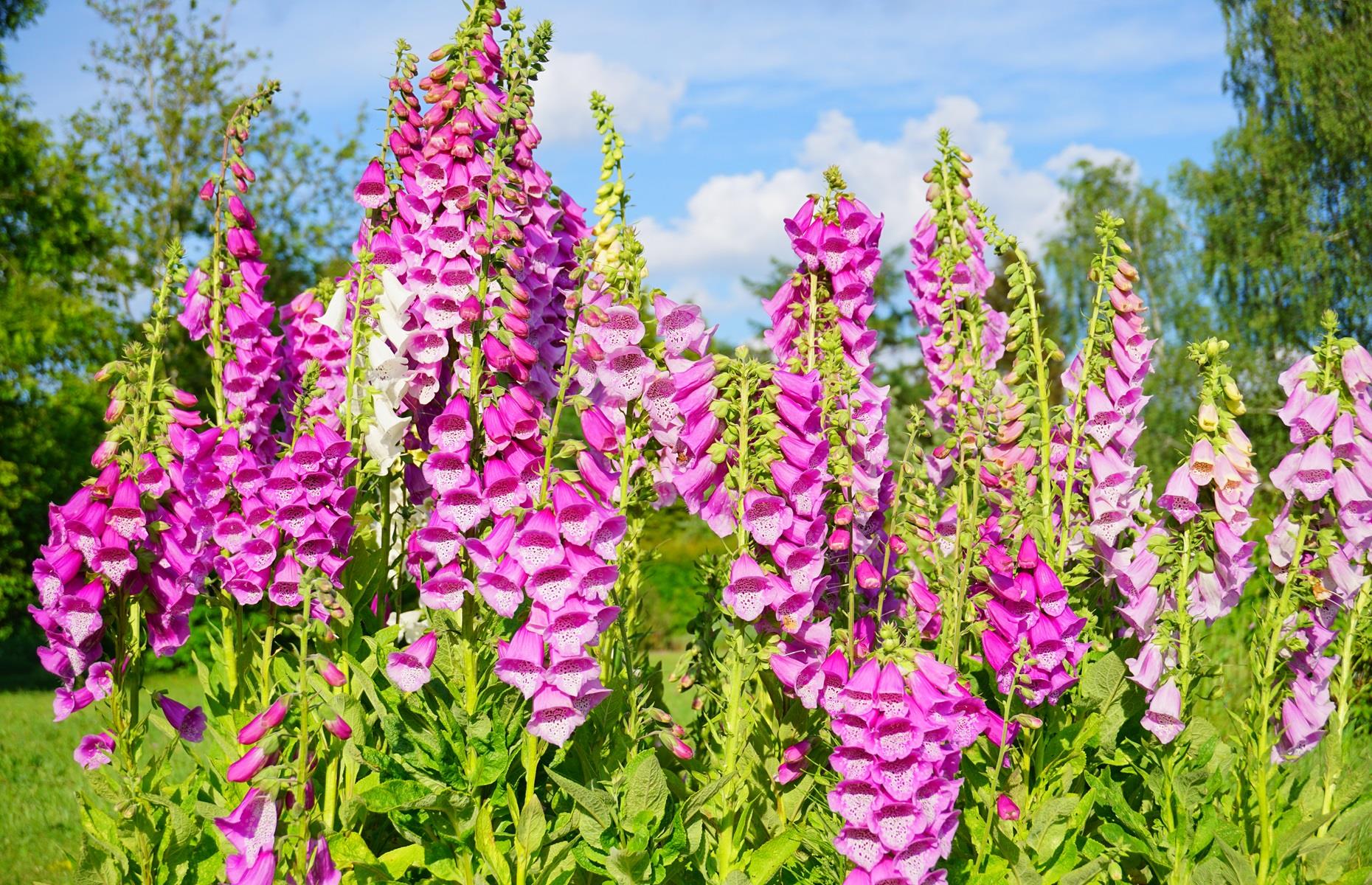 Foxgloves (Digitalis purpurea)