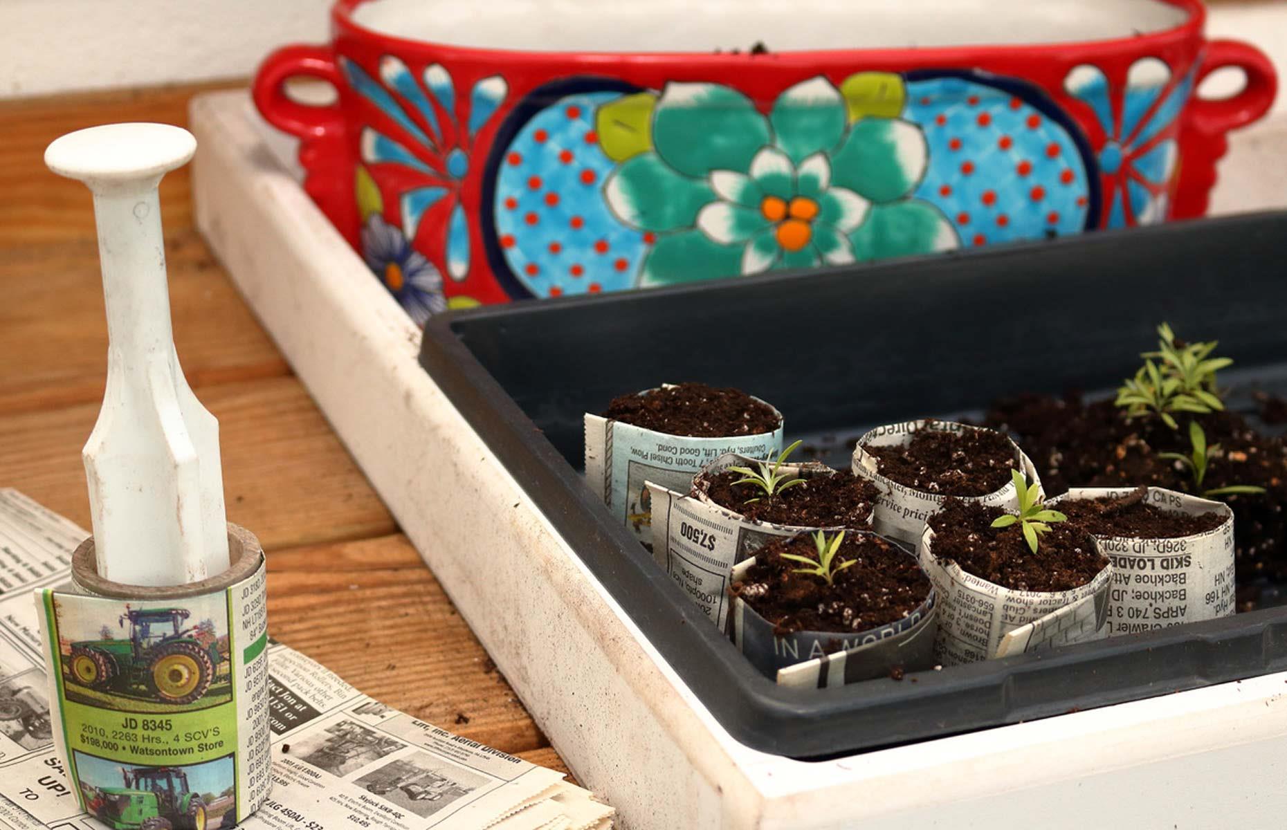 Grow seedlings in newspaper
