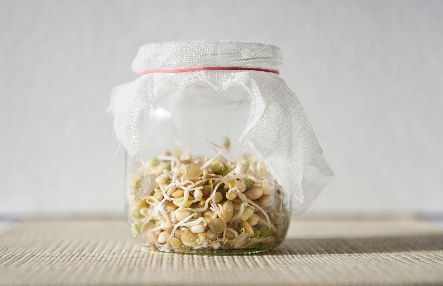 Soak your seeds to speed up germination