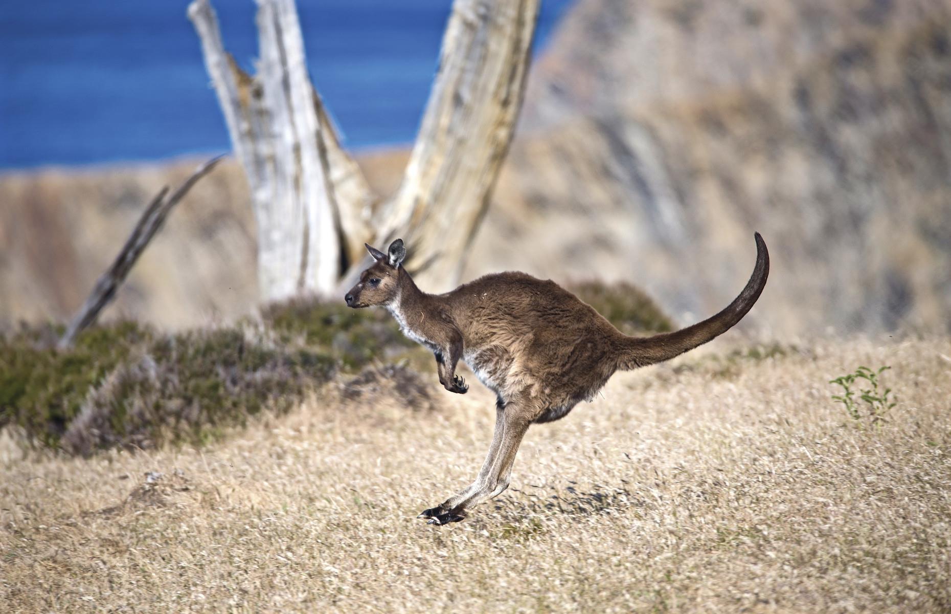 5. See native wildlife, Kangaroo Island, South Australia