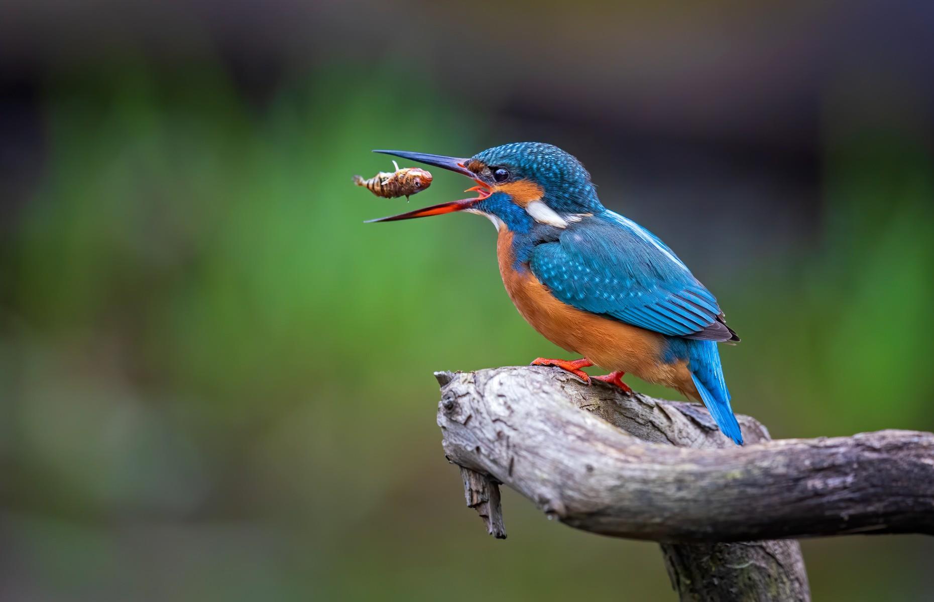A kingfisher enjoying its catch of the day