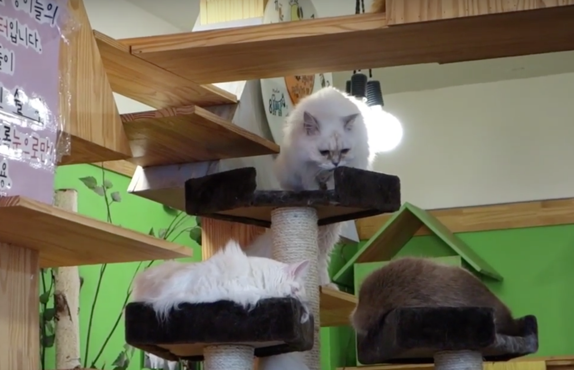 Cat Dog Cafe, Daegu, South Korea