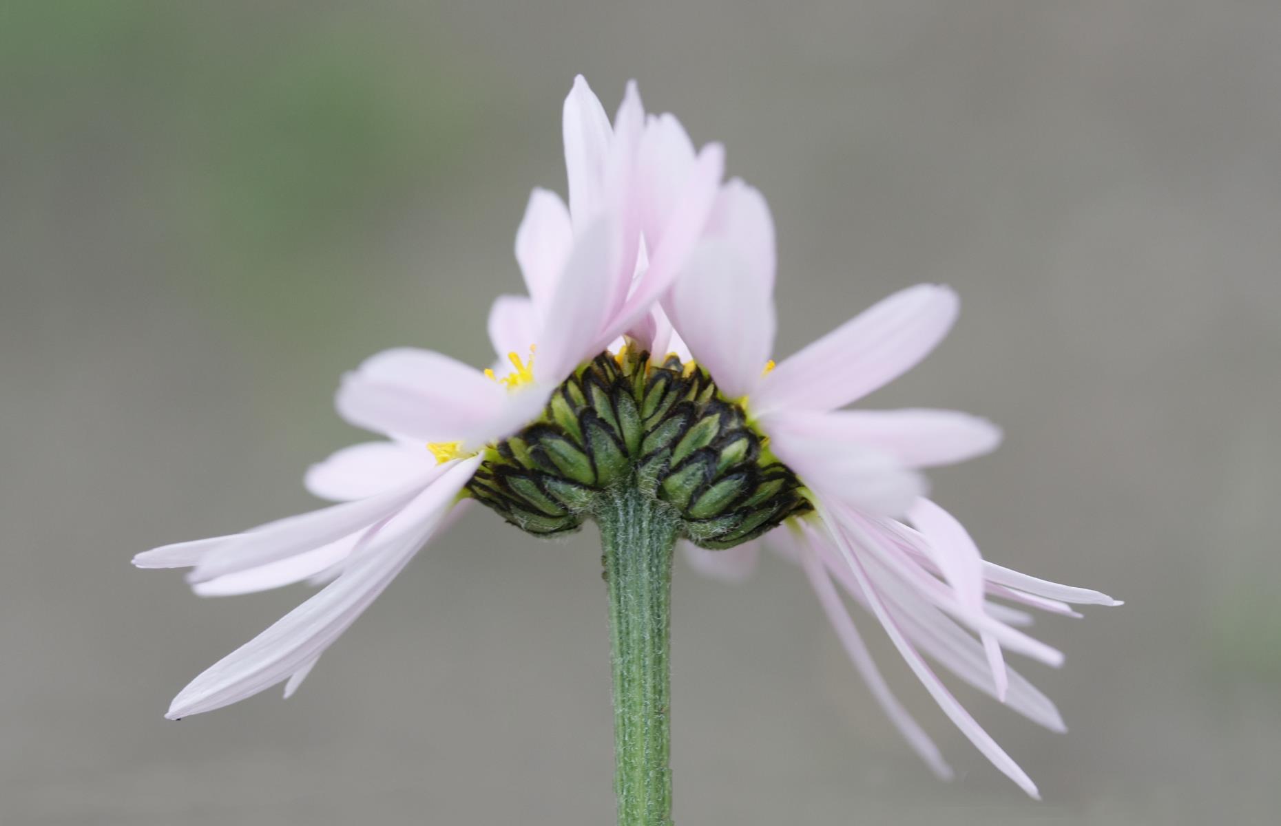 Fasciation: symptoms
