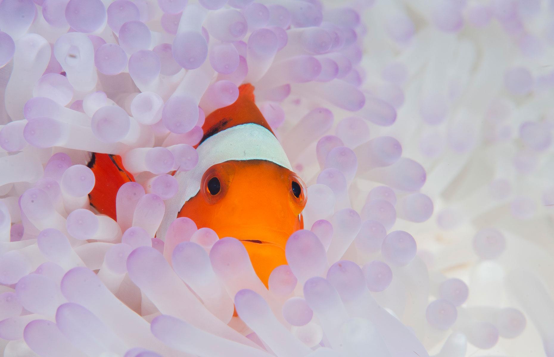 Clownfish in anemone, Indonesia
