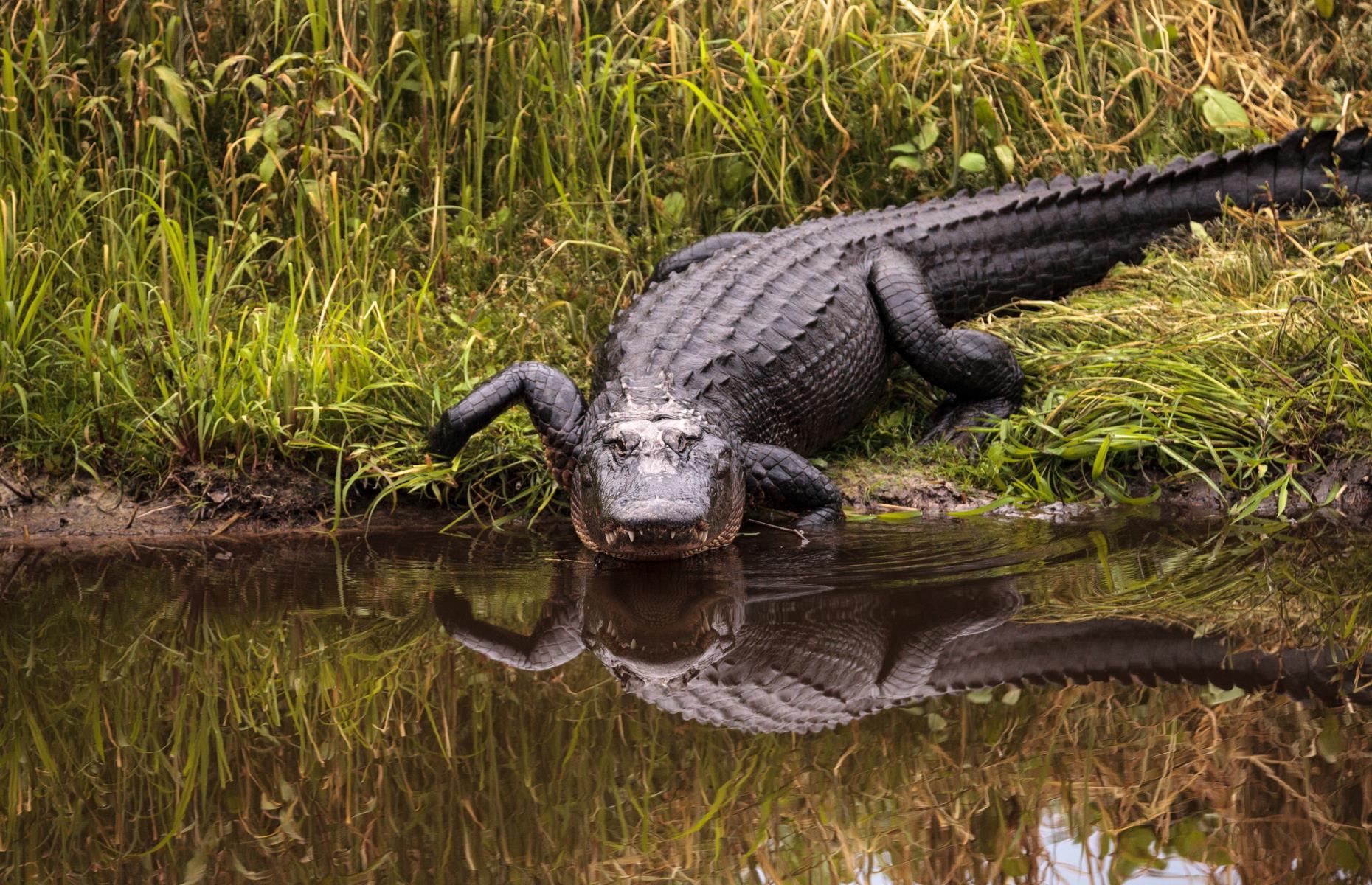 American alligator