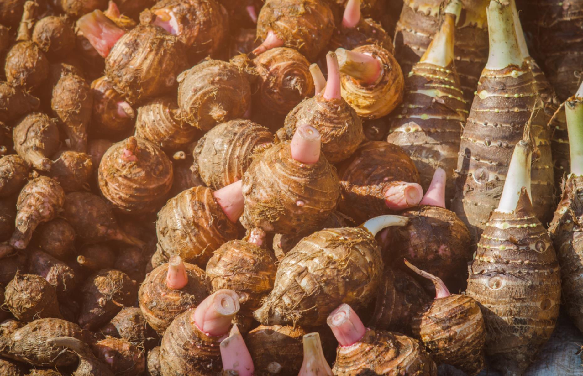 Taro root