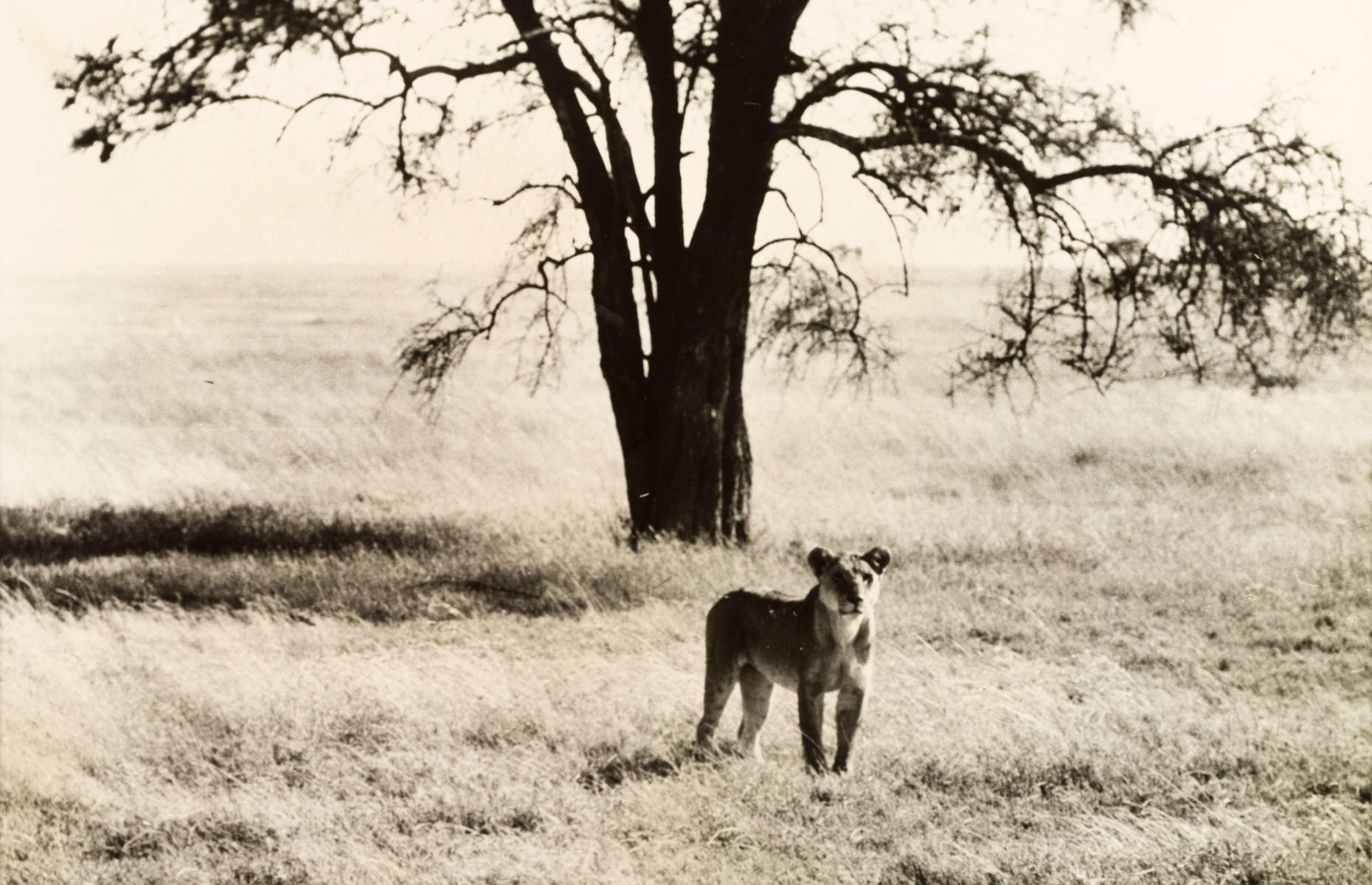 Serengeti National Park, Tanzania, Africa, 1935