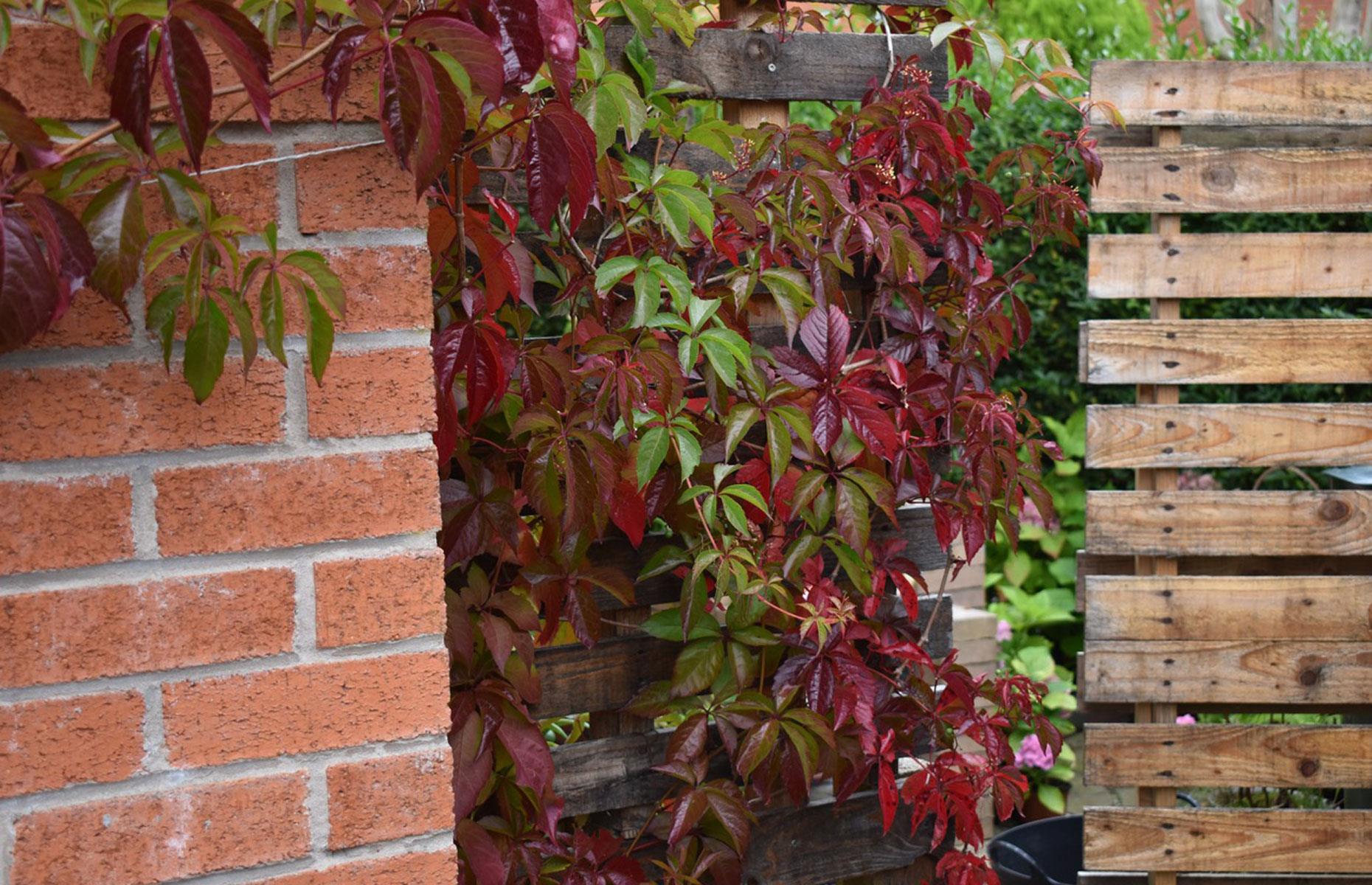 Plant a privacy screen