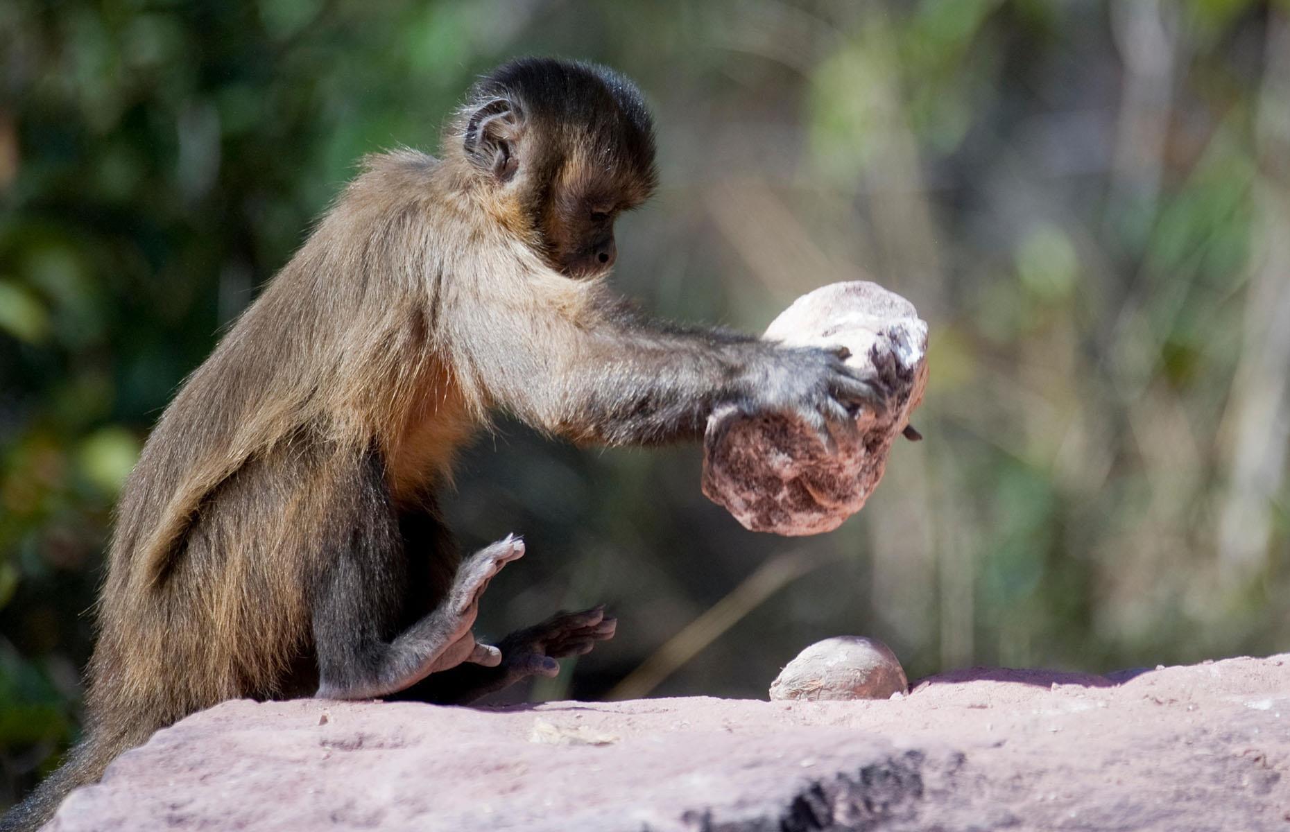 Stone Age monkey tools, Brazil
