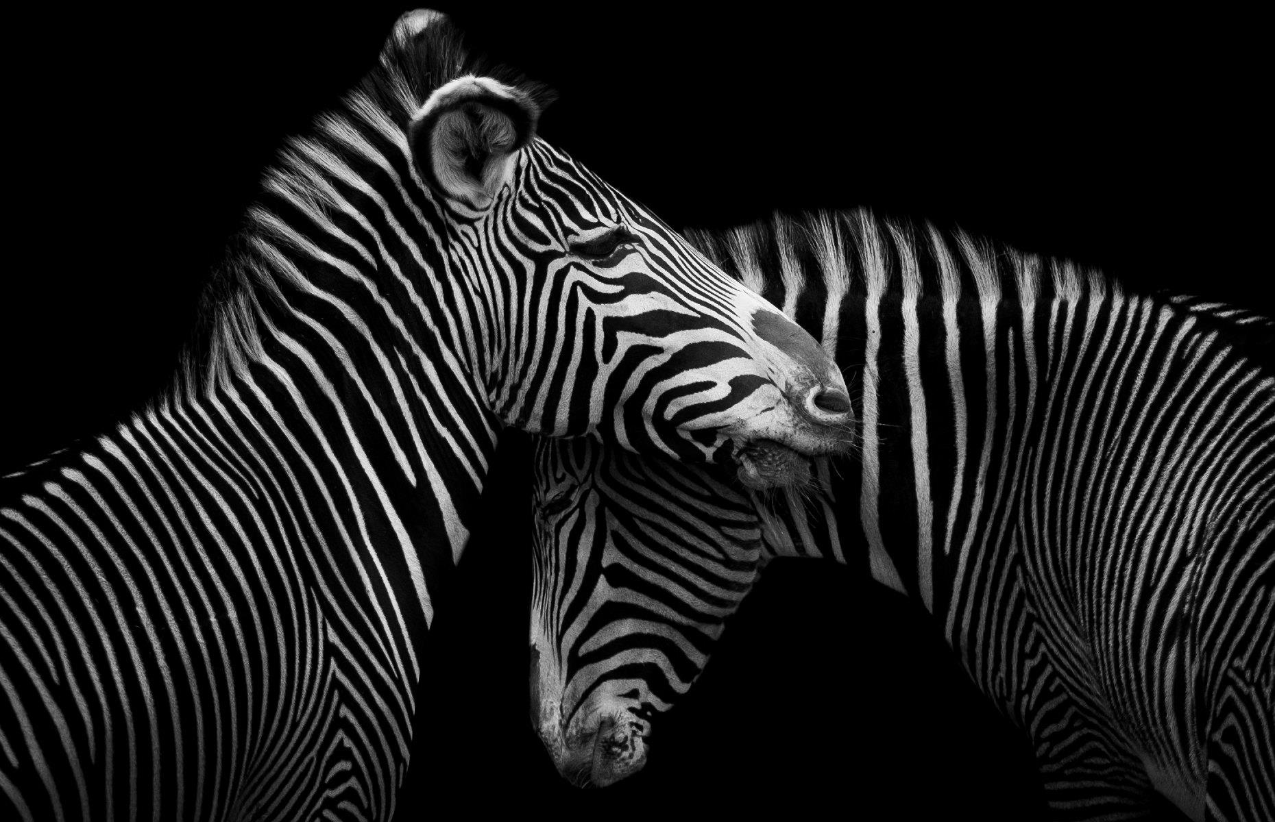 Two zebras showing off their stripes